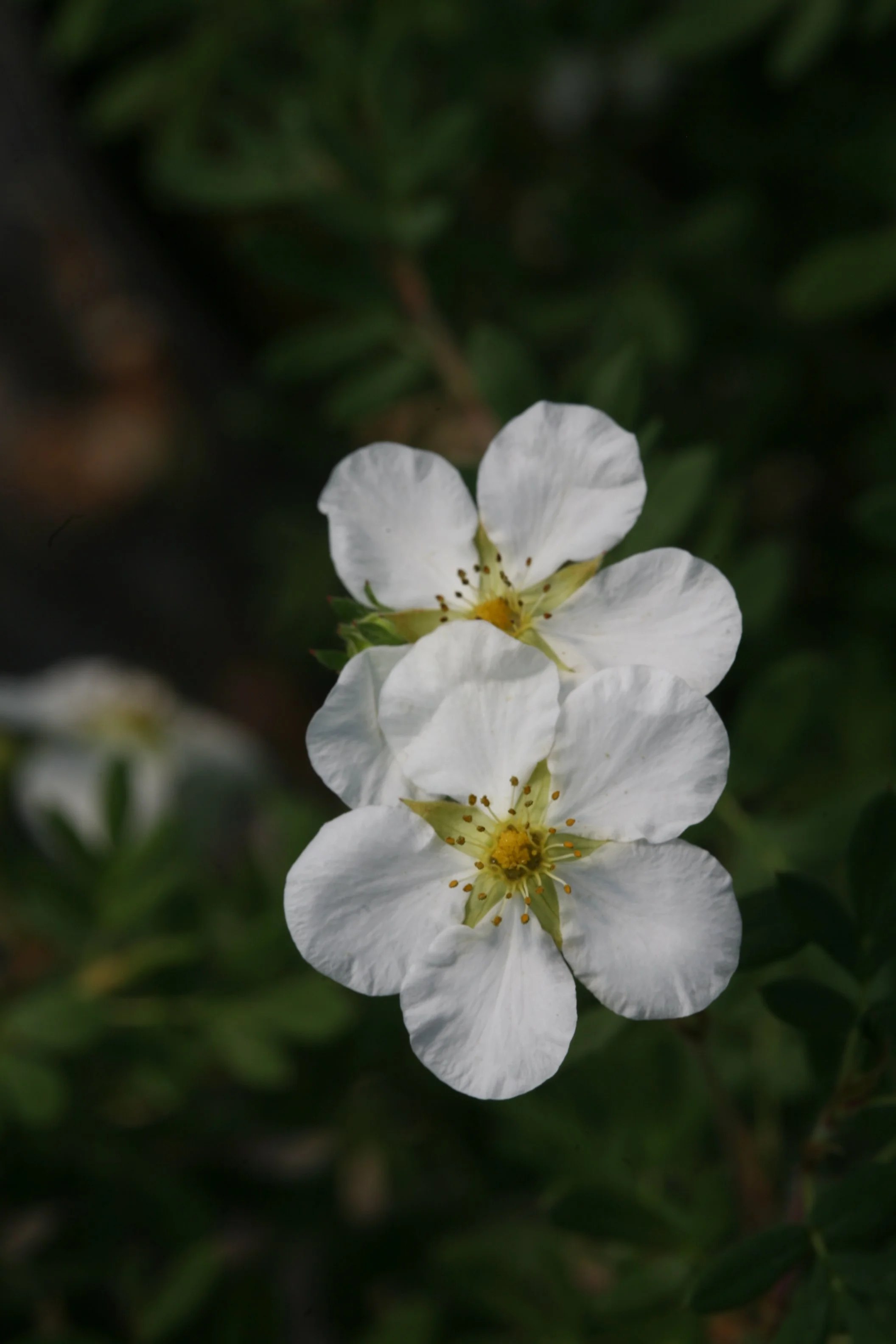 potentilla_happy_face_white_img_6222.jpg