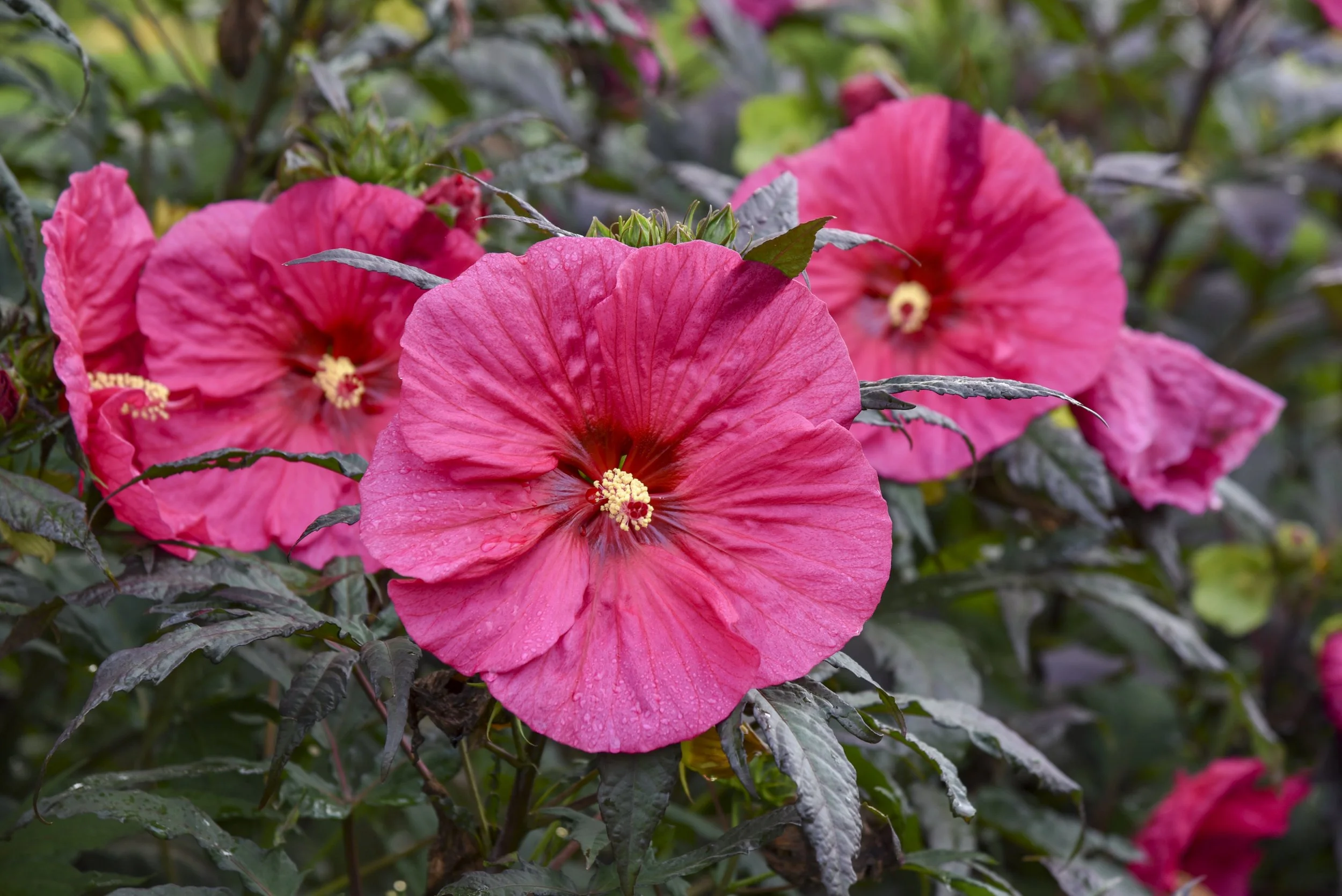 Hibiscus x 'Evening Rose'