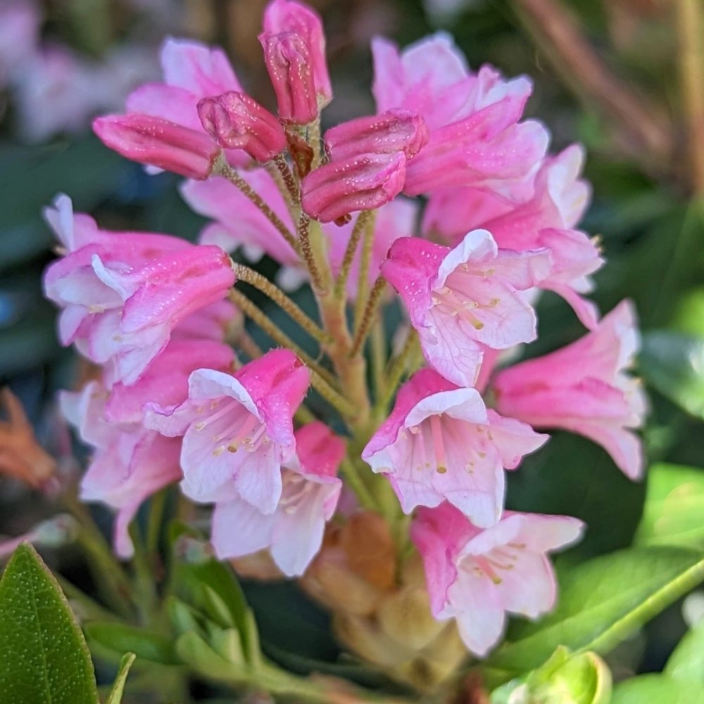 bloombux-magenta-bloom-01.jpg
