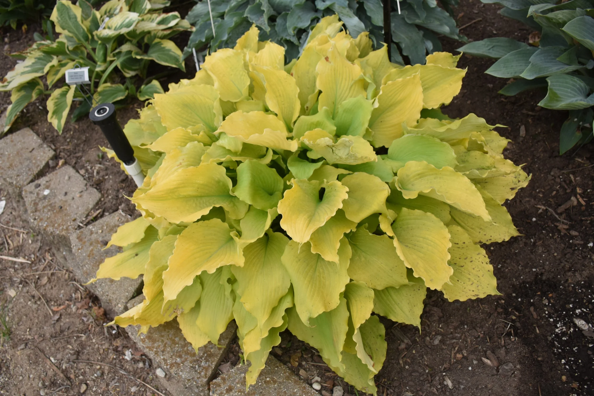 Hosta x 'Echo the Sun'