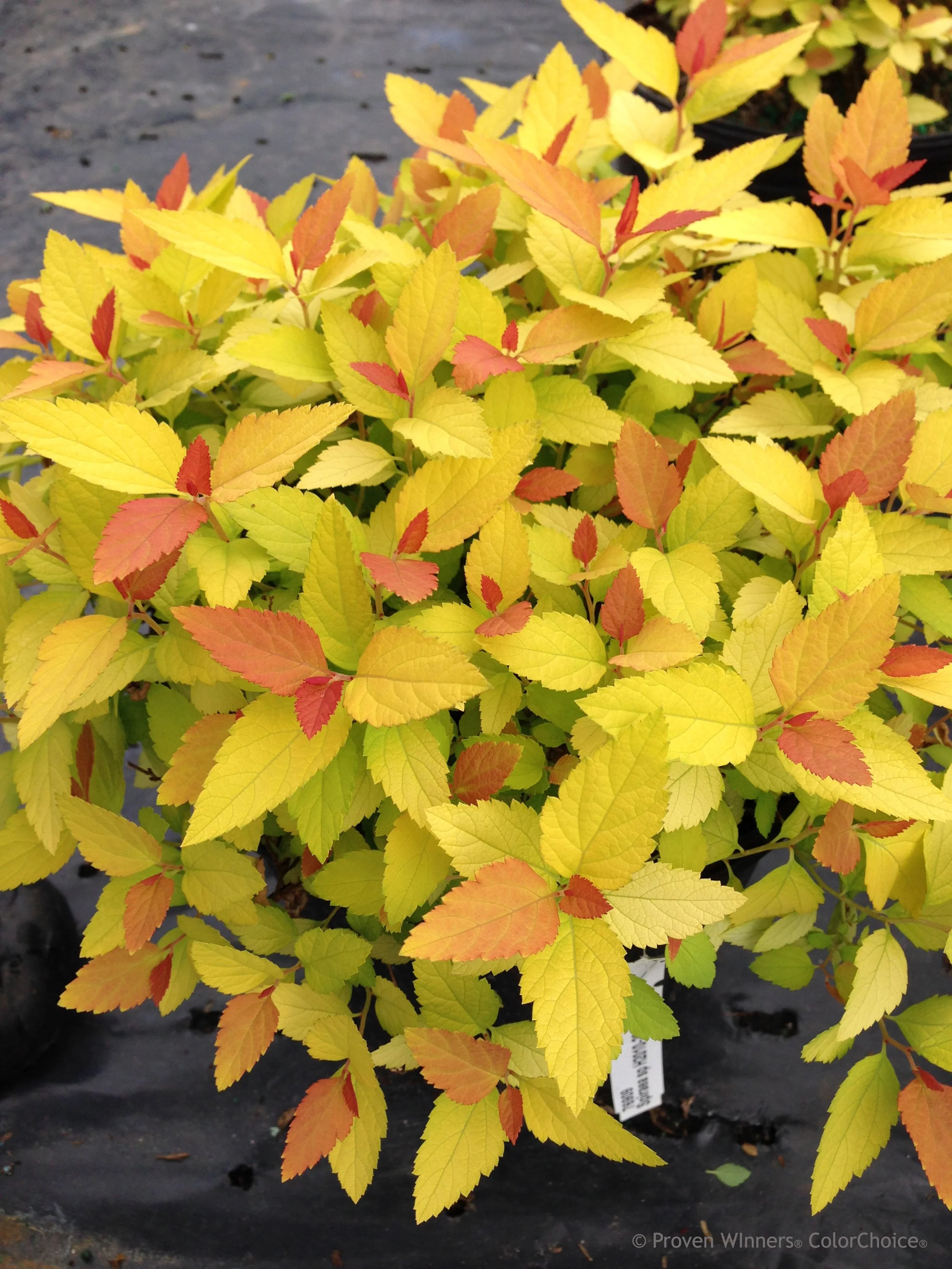 double_play_candy_corn_spirea.jpg