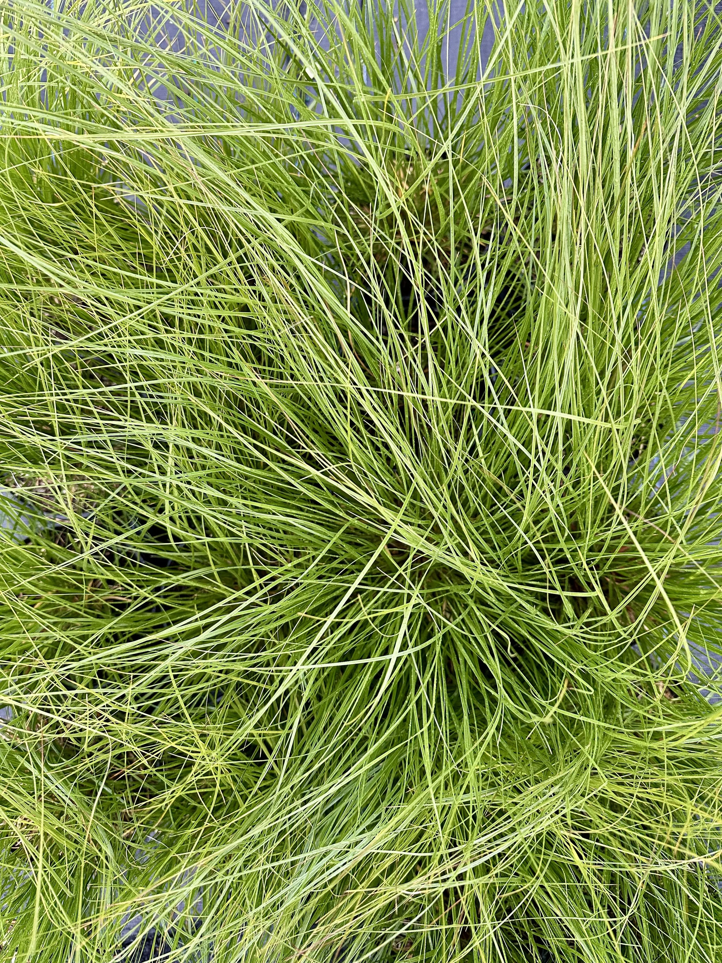 Sporobolus heterolepis (Prairie Dropseed)
