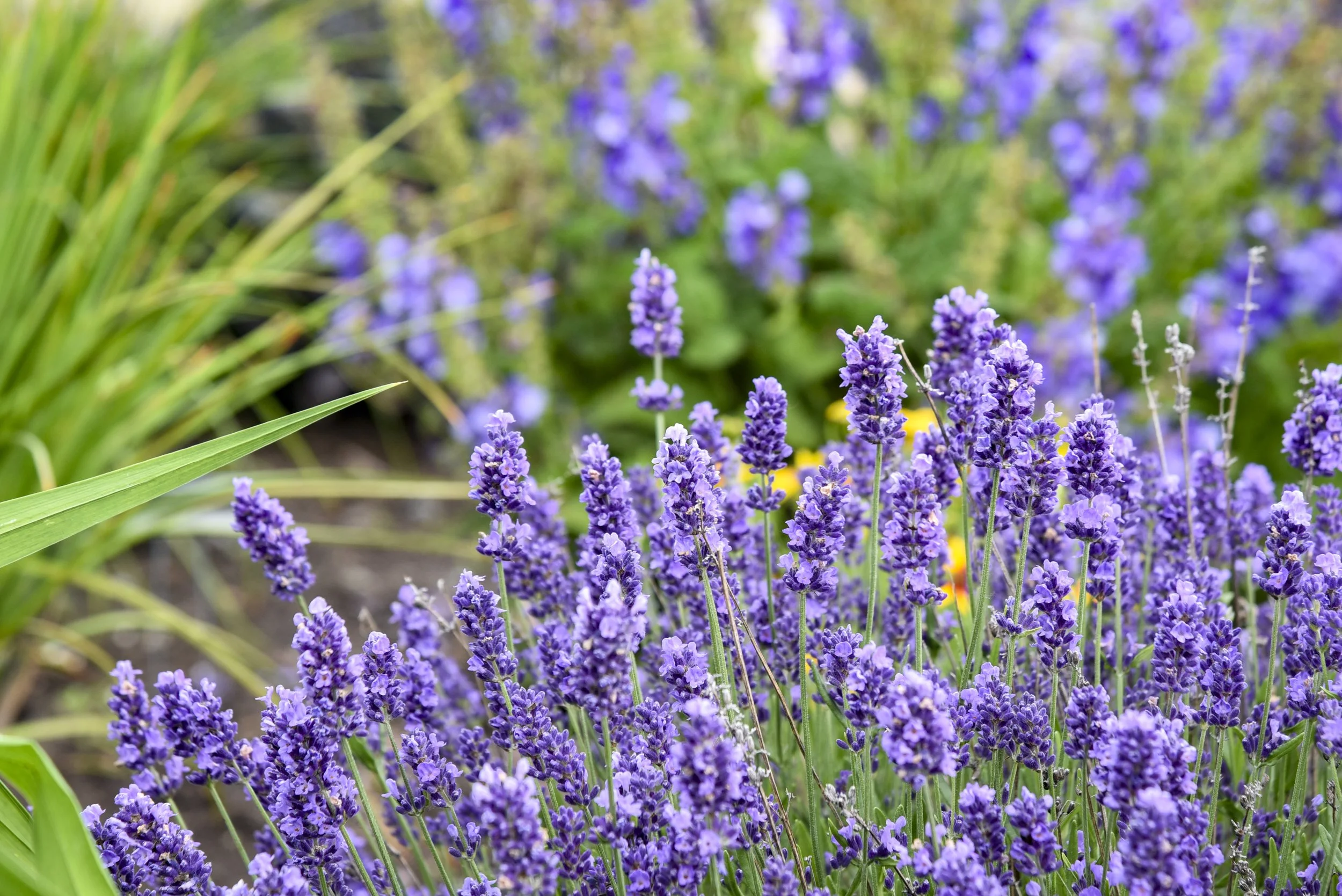 Lavandula angustifolia 'Summer Serenade'