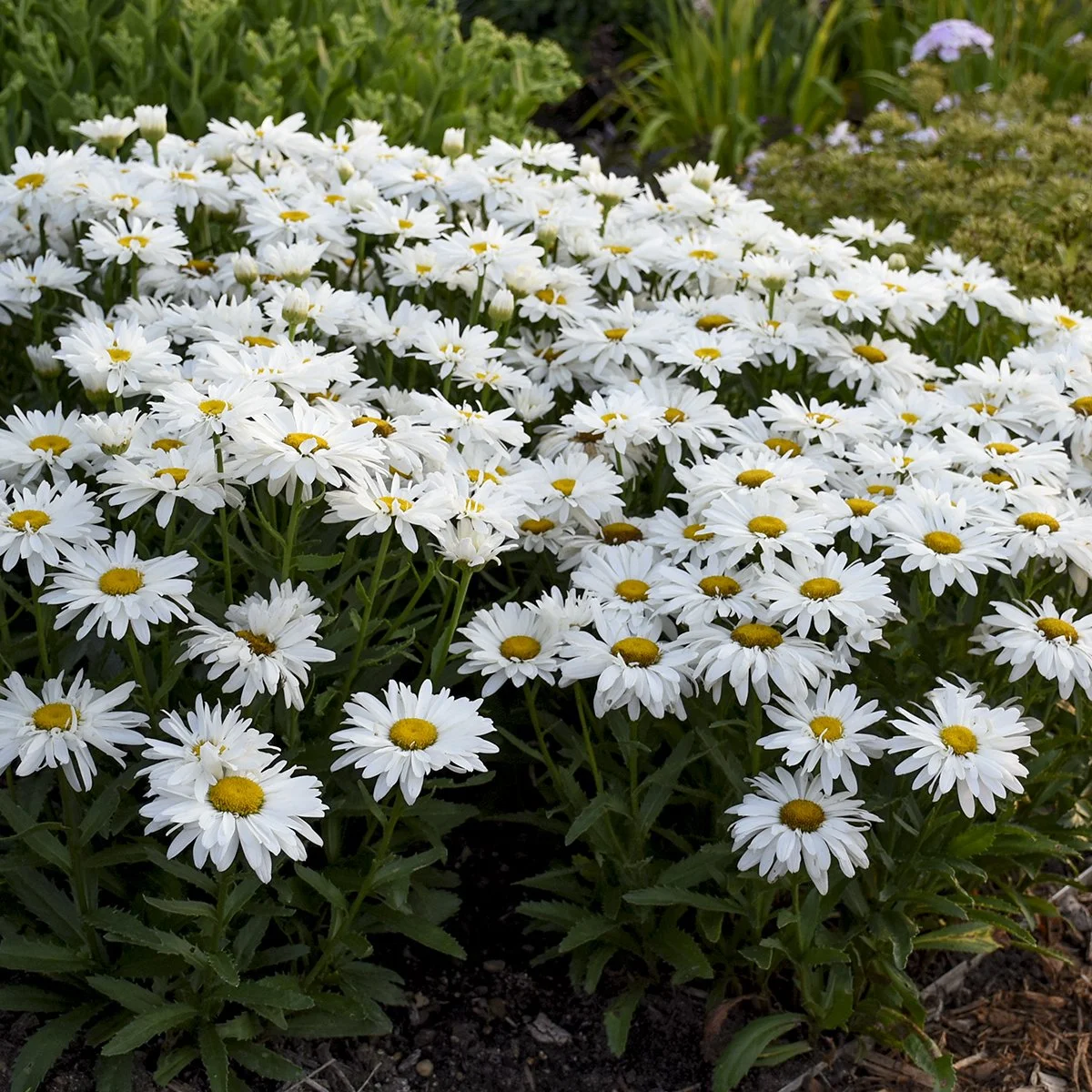 Leucanthemum superbum 'Whoops-a-Daisy' PP27259 0003 high res.jpg