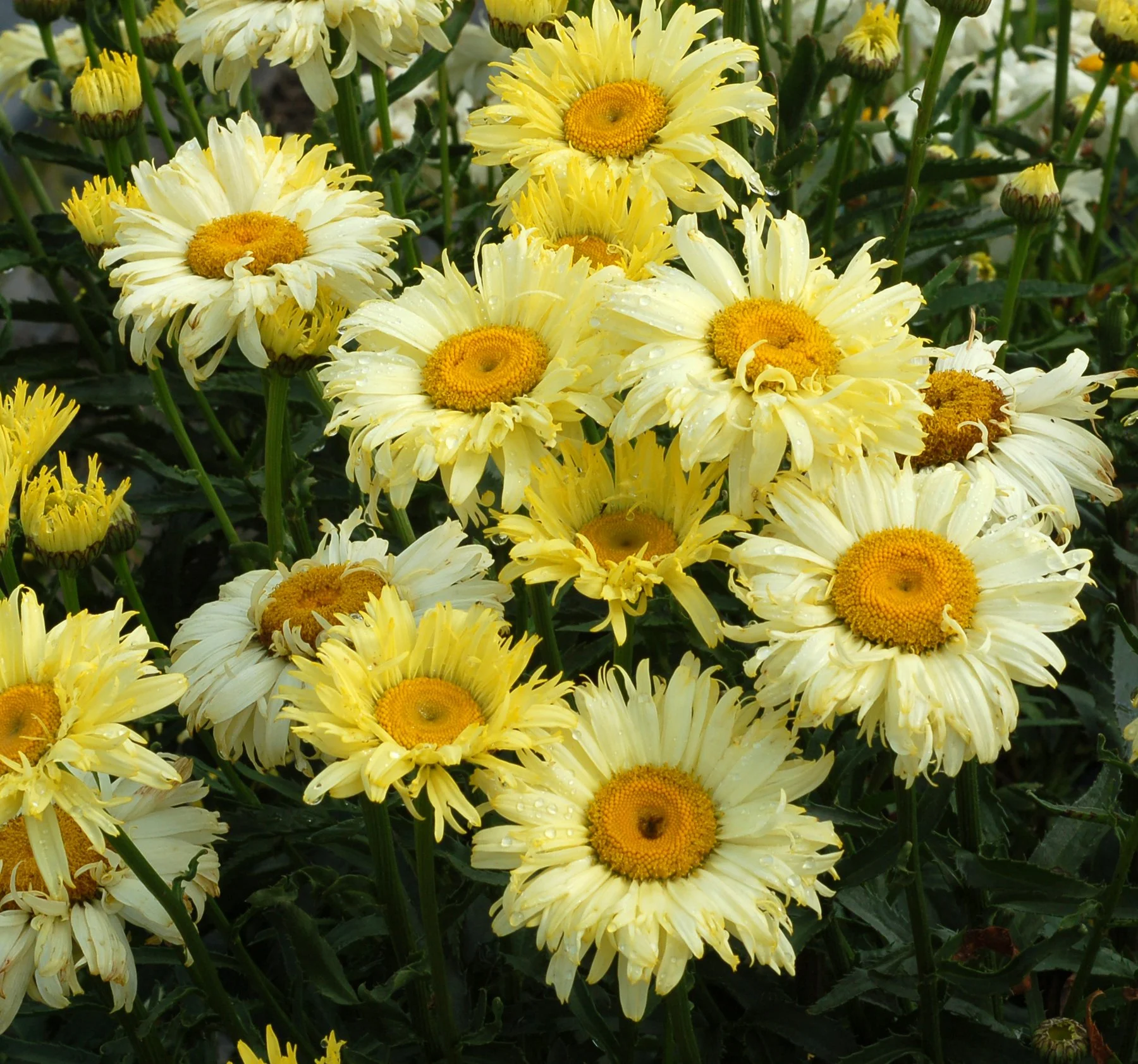 Leucanthemum x superbum 'Goldfinch'