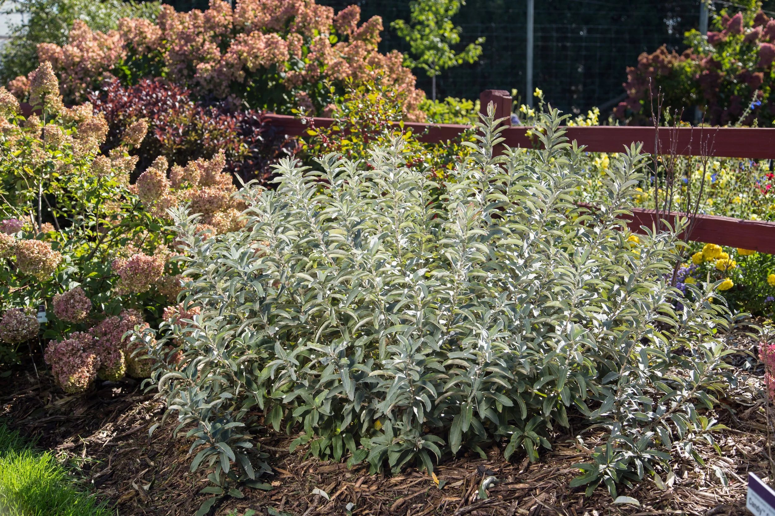 SalixIcebergAlley-059-13138-1.jpg