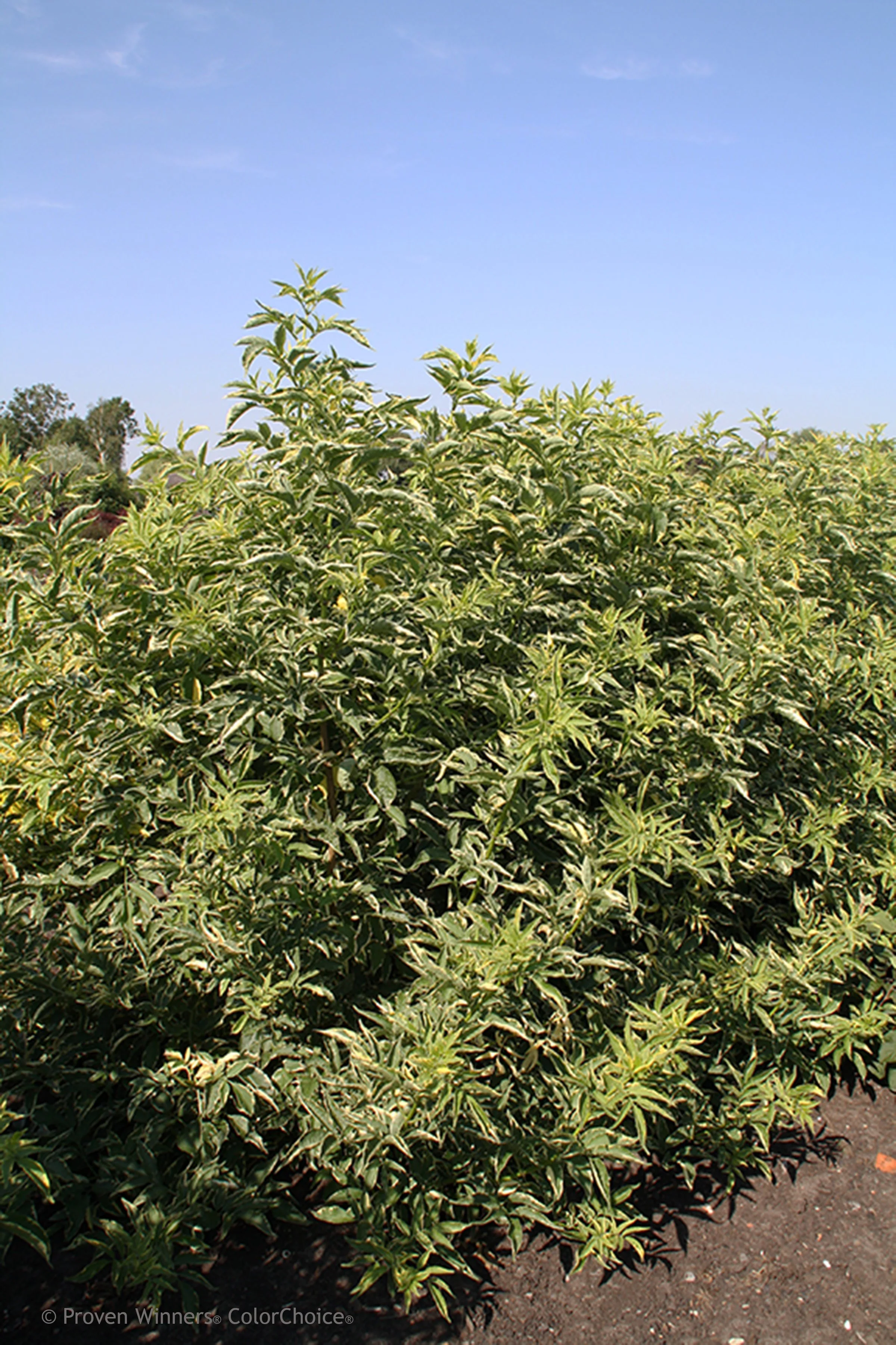 instant_karma_variegated_eldeberry_plant.jpg