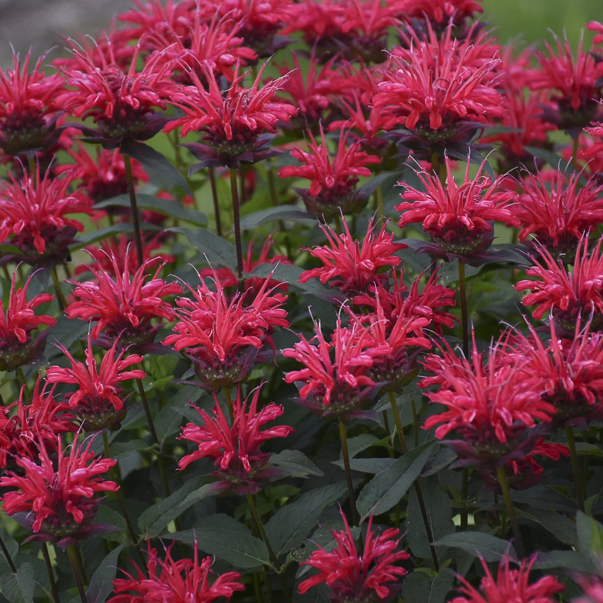 Monarda 'Red Velvet'