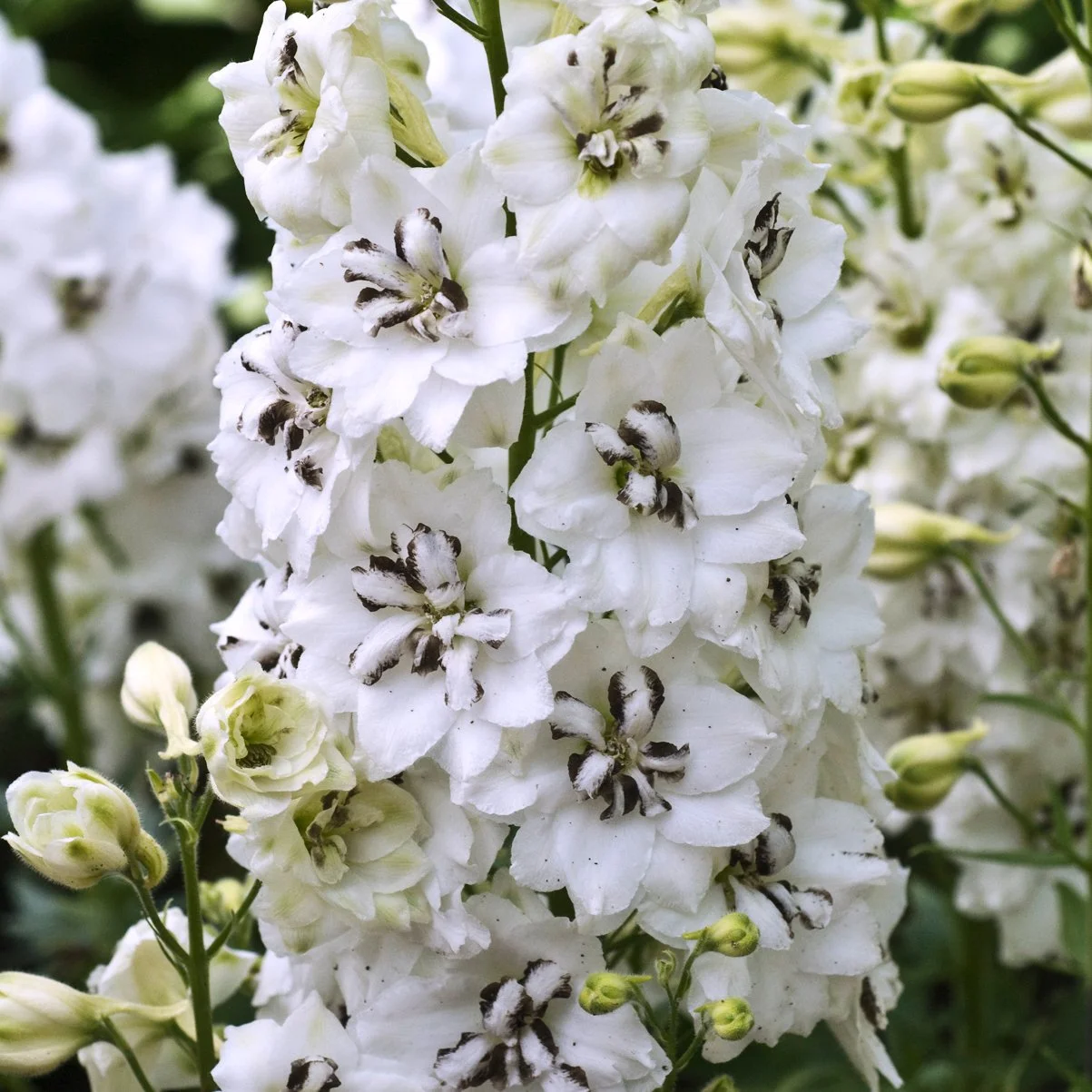 Delphinium 'Black Eyed Angels' 0001 high res.jpg