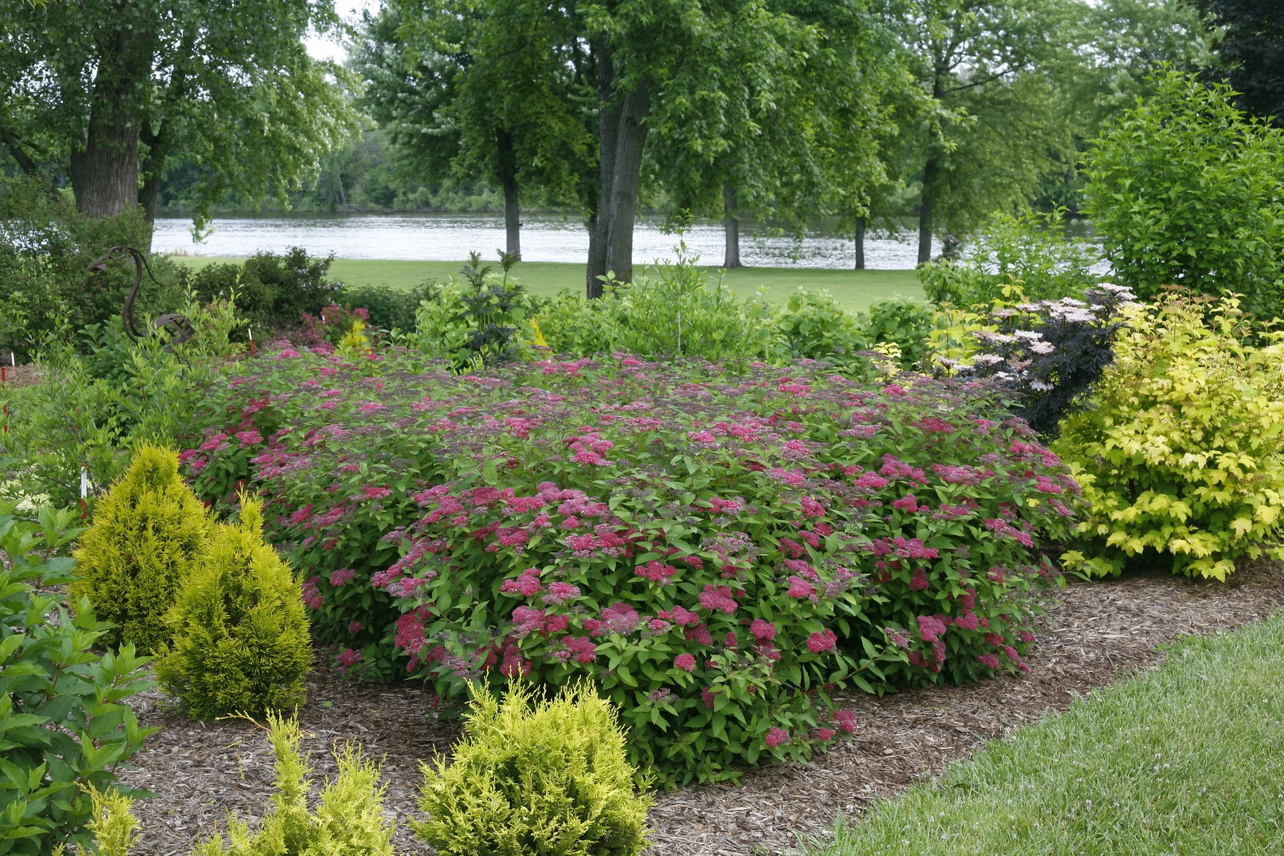 double_play_red_spirea_in_bloom.jpg