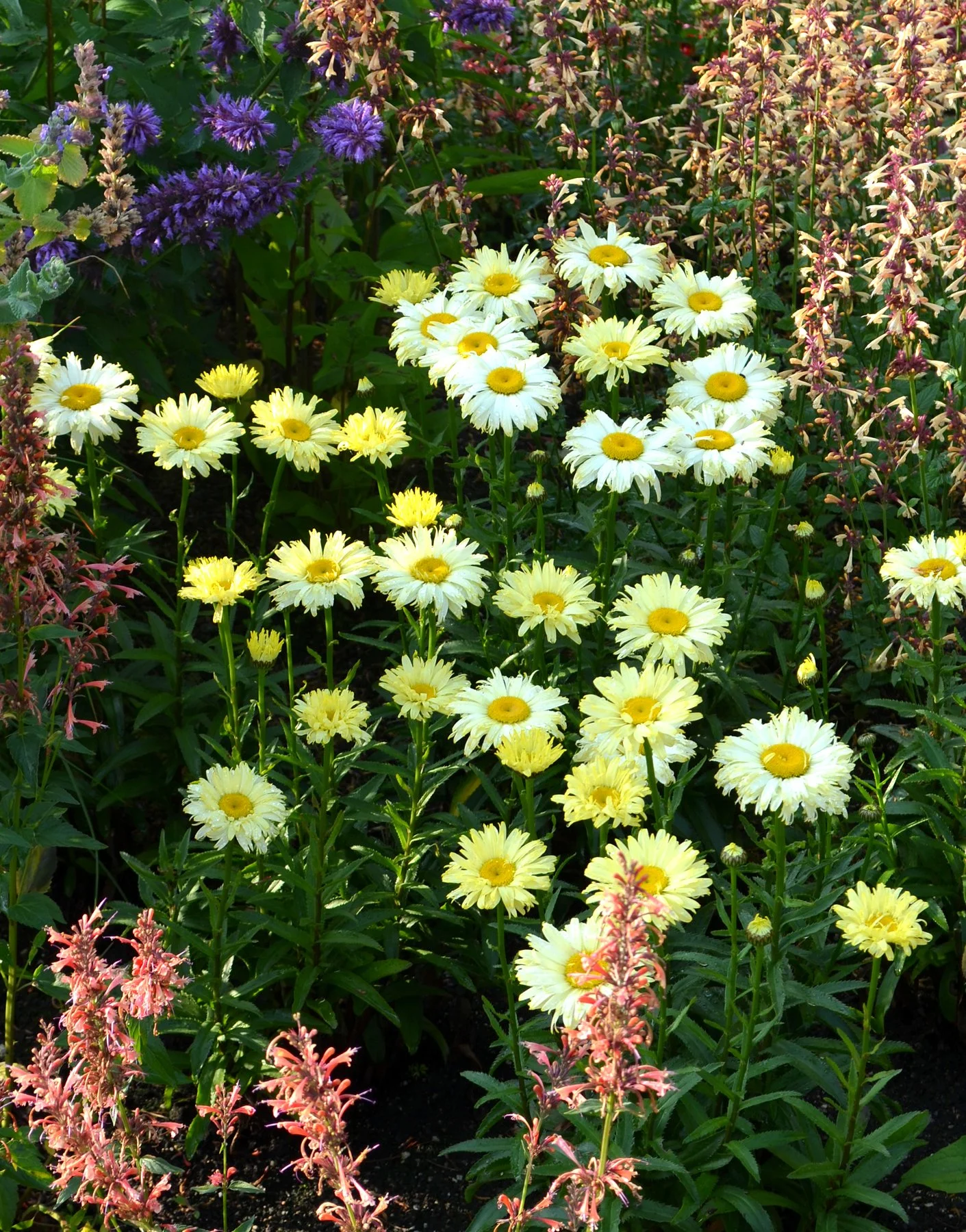Leucanthemum-Goldfinch-7.jpg