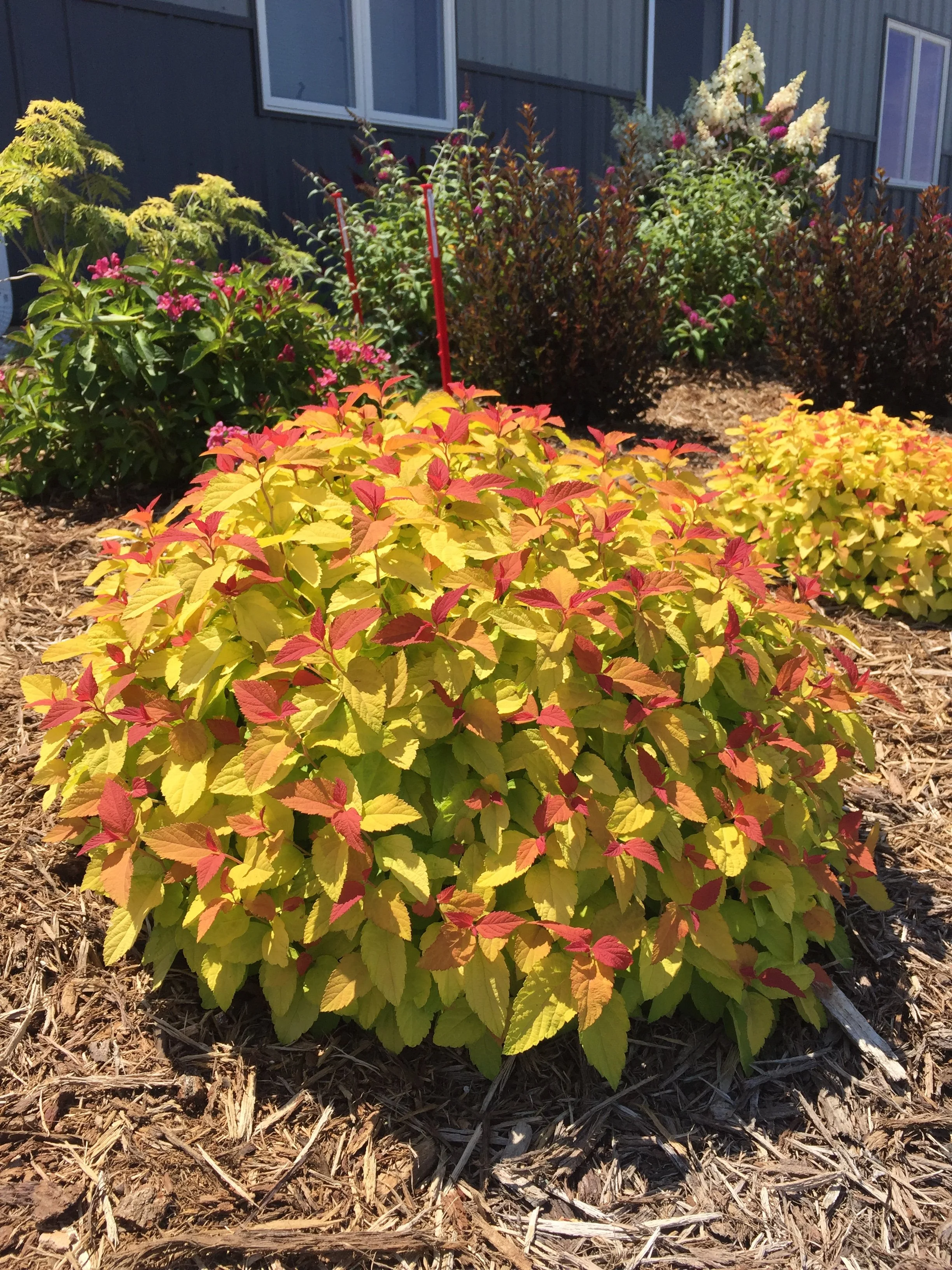 spiraea_double_play_candy_corn_img_0865.jpg