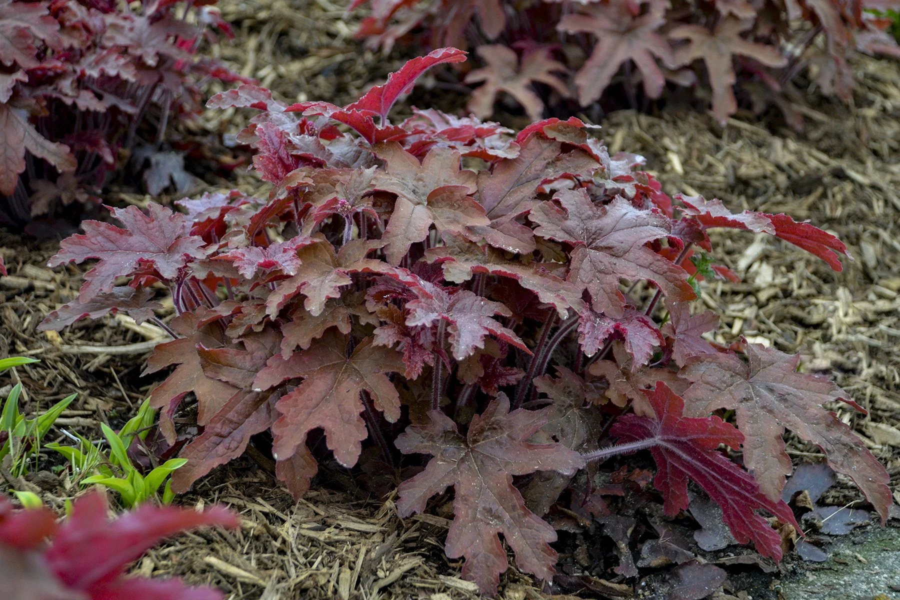 Heucherella 'Red Rover'