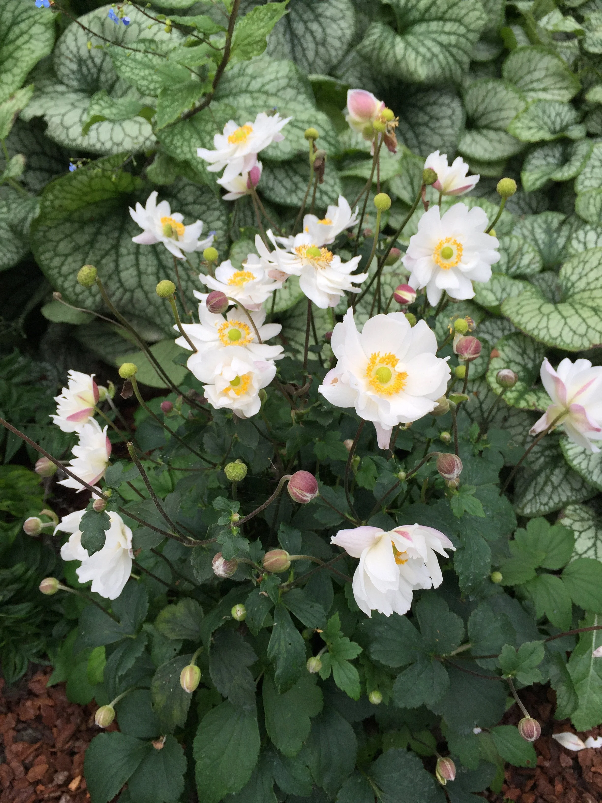 Anemone x 'Snow Angel'