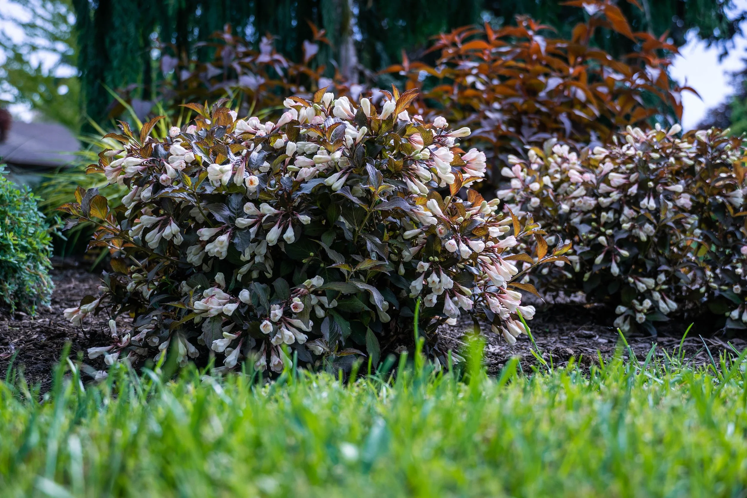 Weigela-Afterglow-landscape-02.jpg