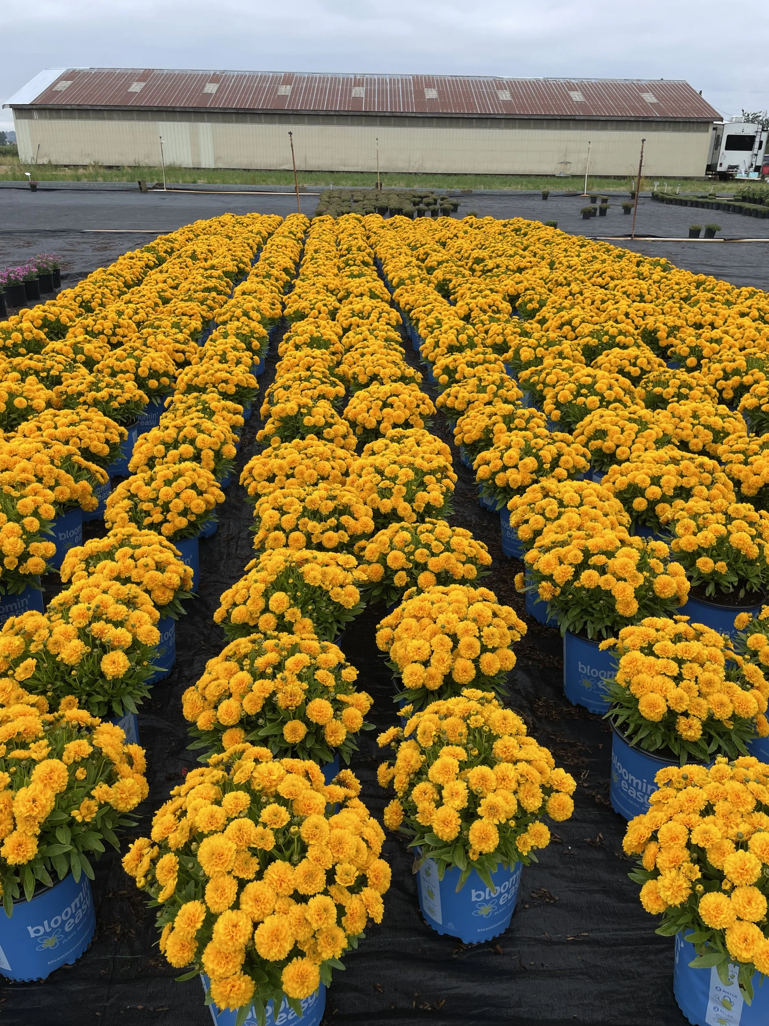 Coreopsis-Solanna-Golden-Sphere-crop-01.jpg