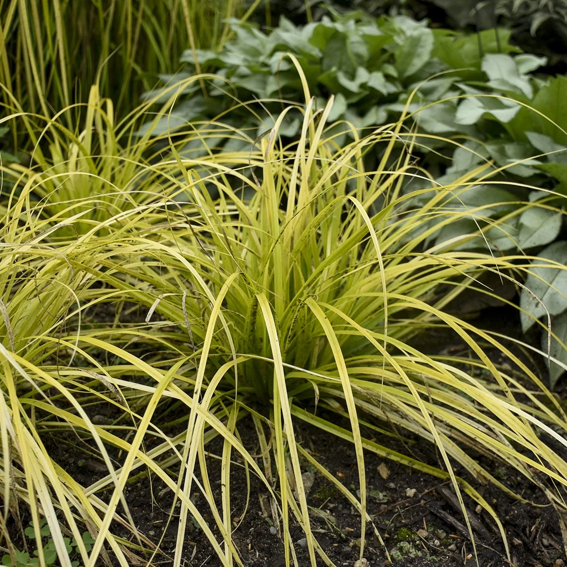 Carex oshimensis 'Everillo' PP21002 0001 high res.jpg
