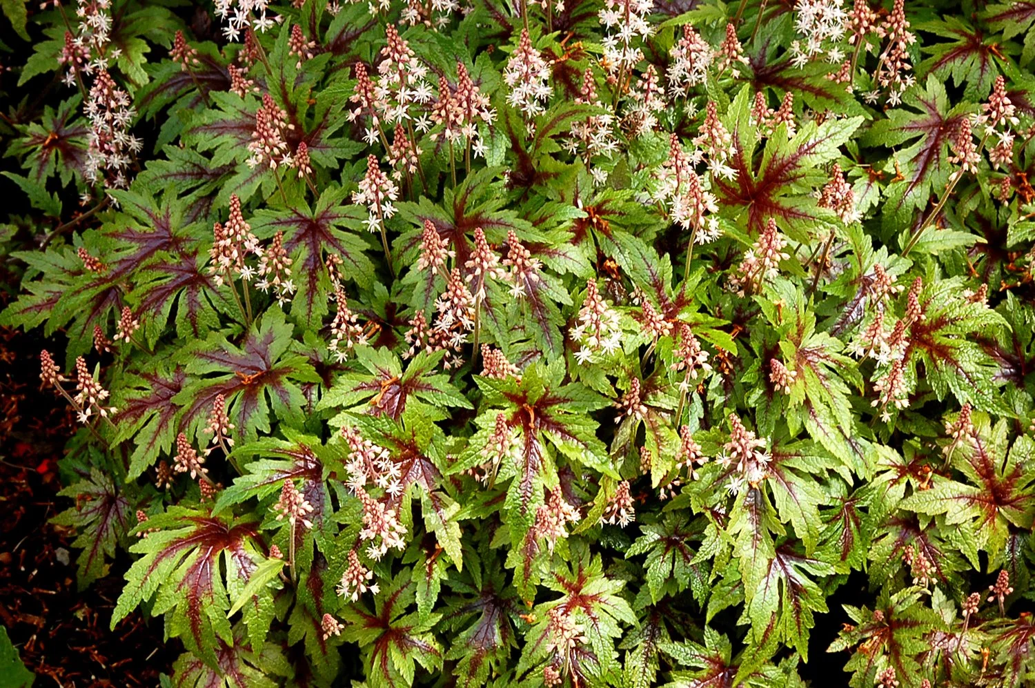 Tiarella-Sugar-and-Spice-6.jpg