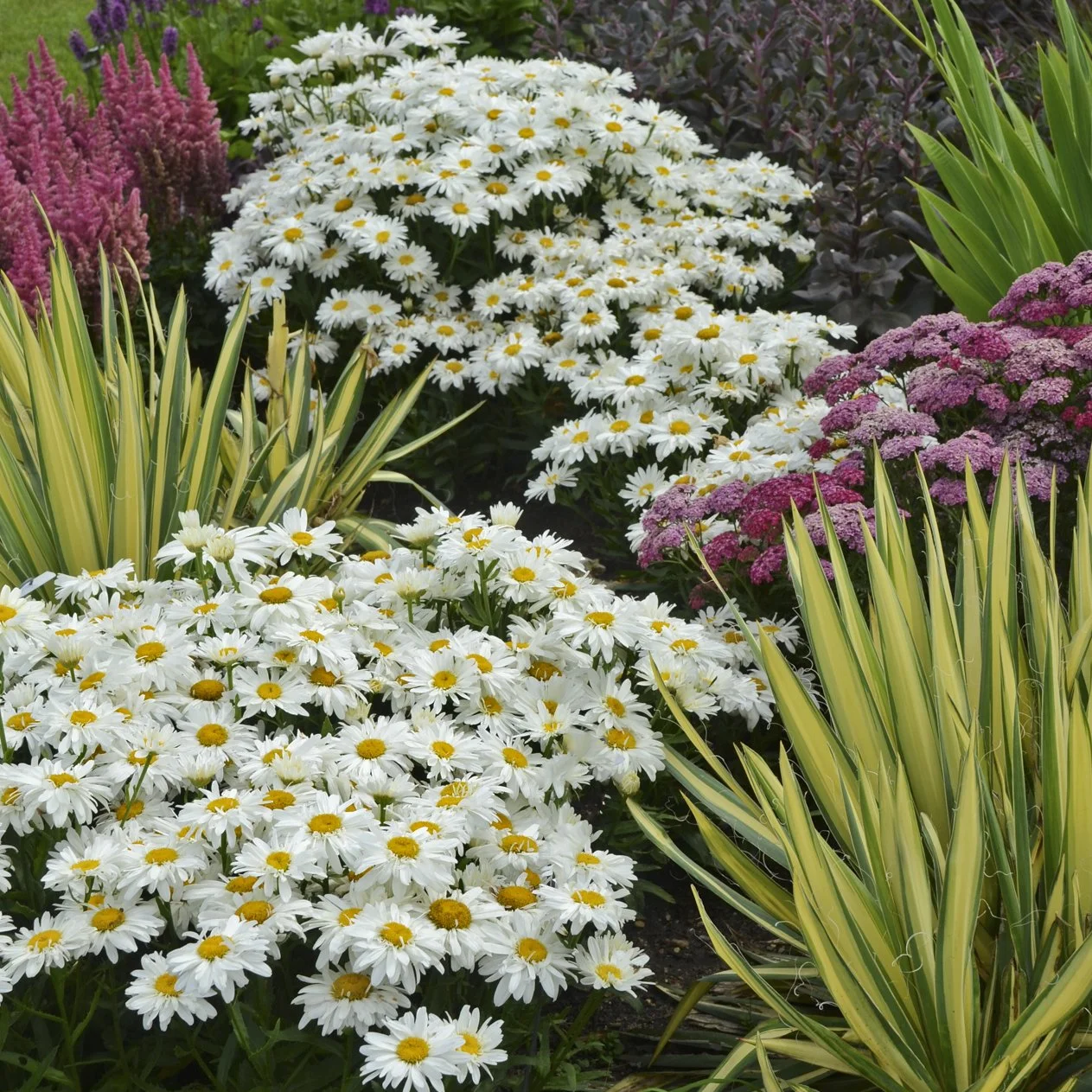Leucanthemum superbum 'Whoops-a-Daisy' PP27259 0001 high res.jpg
