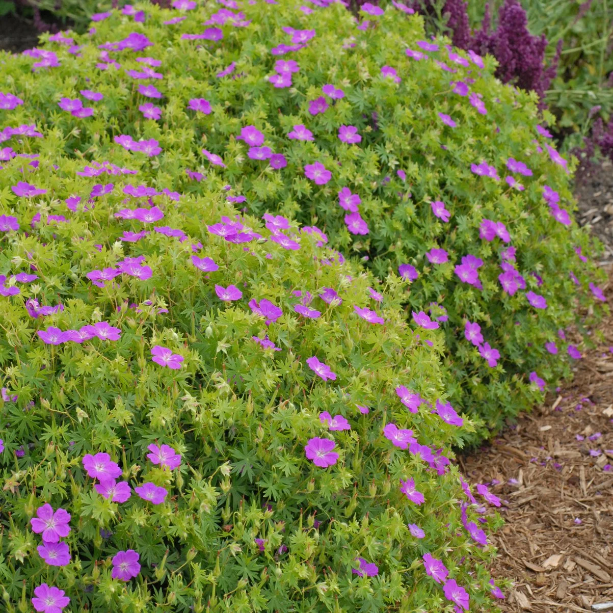 Geranium sanguineum 'New Hampshire Purple' 0000 high res.jpg