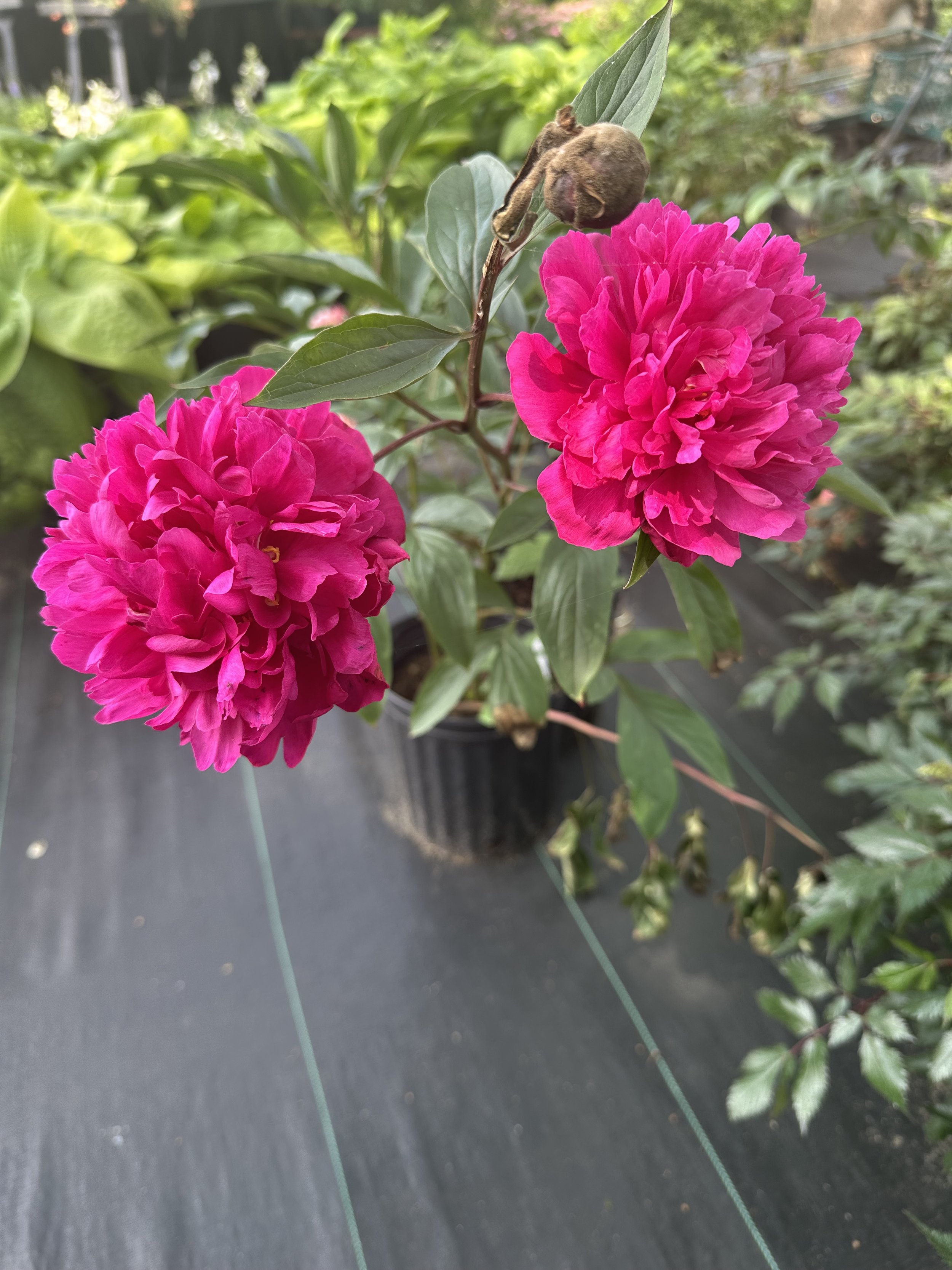 IMG_4053.jpeg