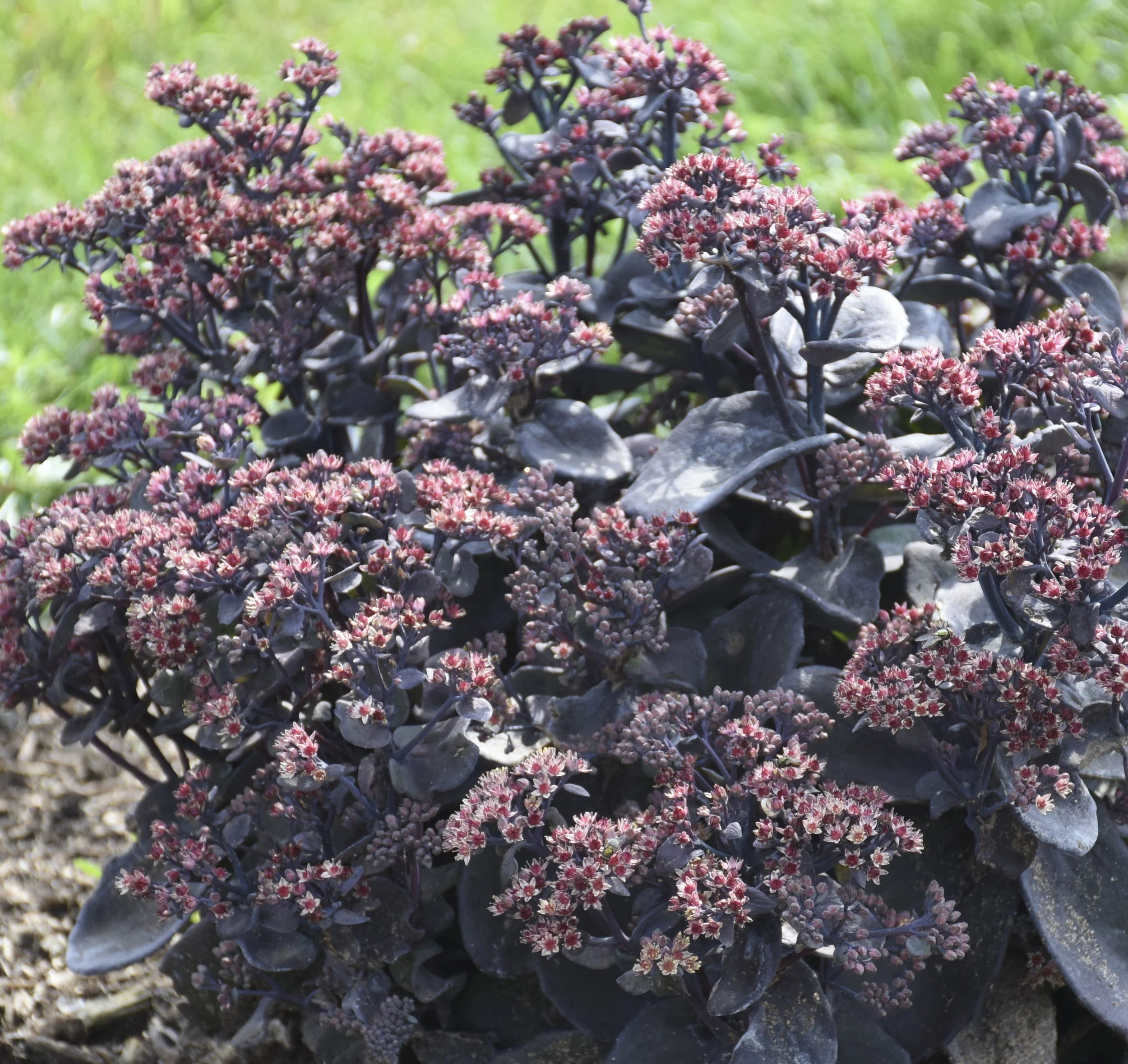 sedum_back_in_black.jpg