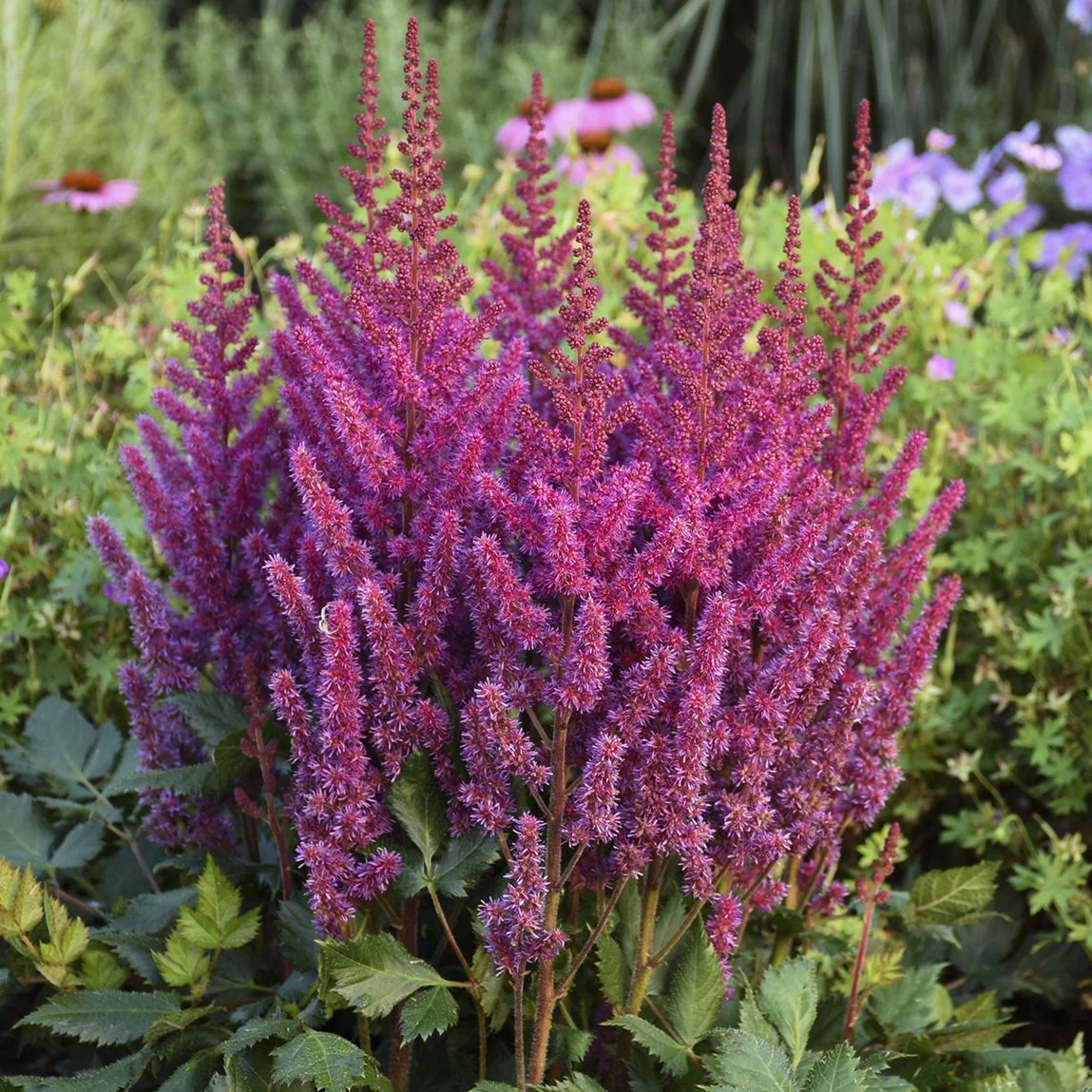 Astilbe chinensis 'Visions'
