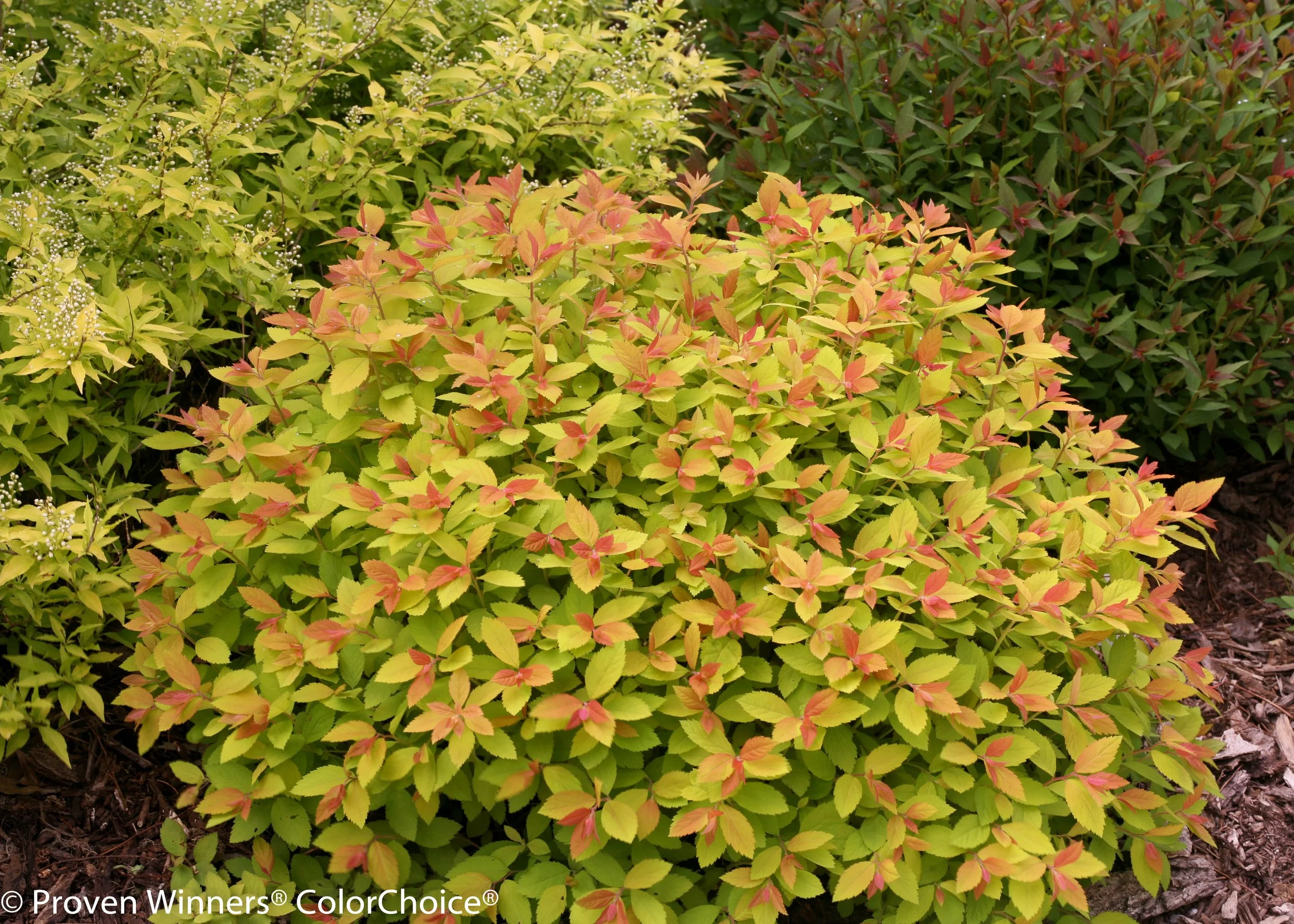 double_play_big_bang_spirea-0814.jpg