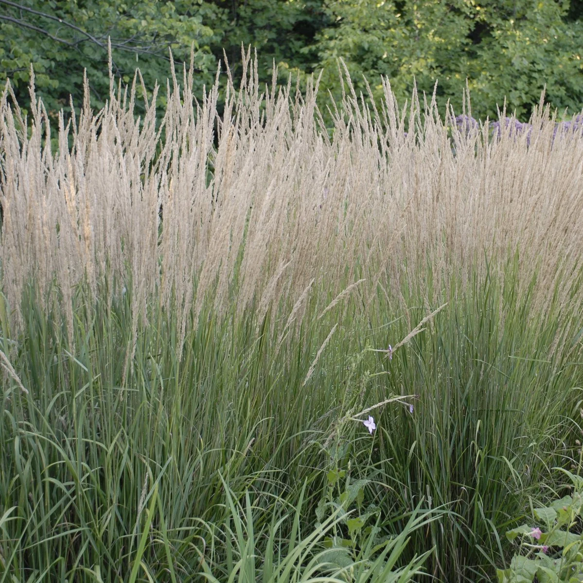 Calamagrostis x acutiflora 'Karl Foerster'
