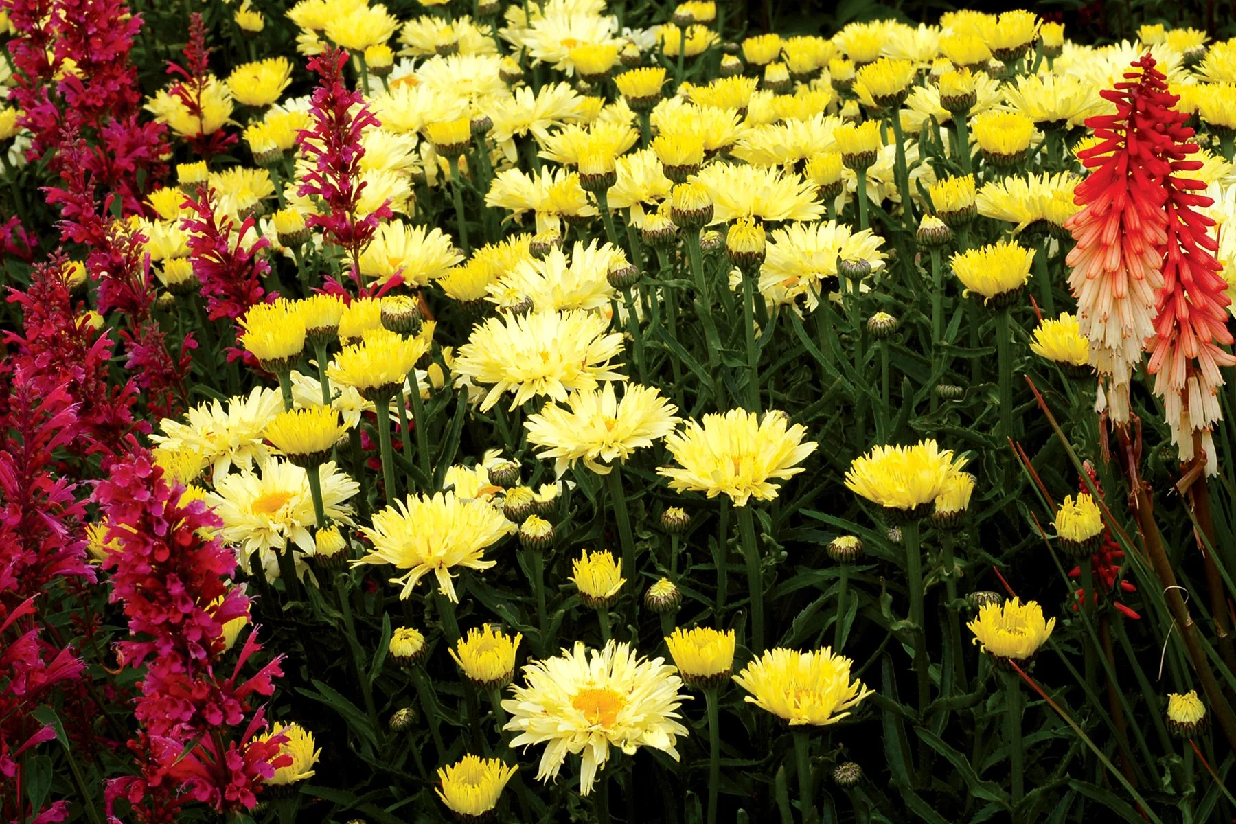 Leucanthemum-Goldfinch-8.jpg