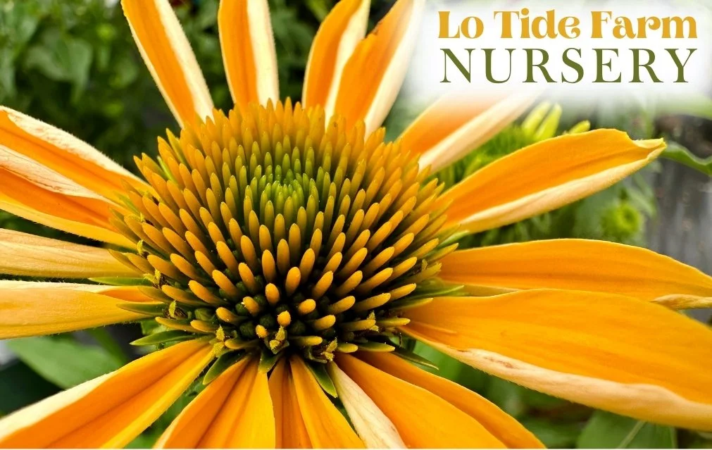 Lo Tide Farm Nursery E-Gift Card