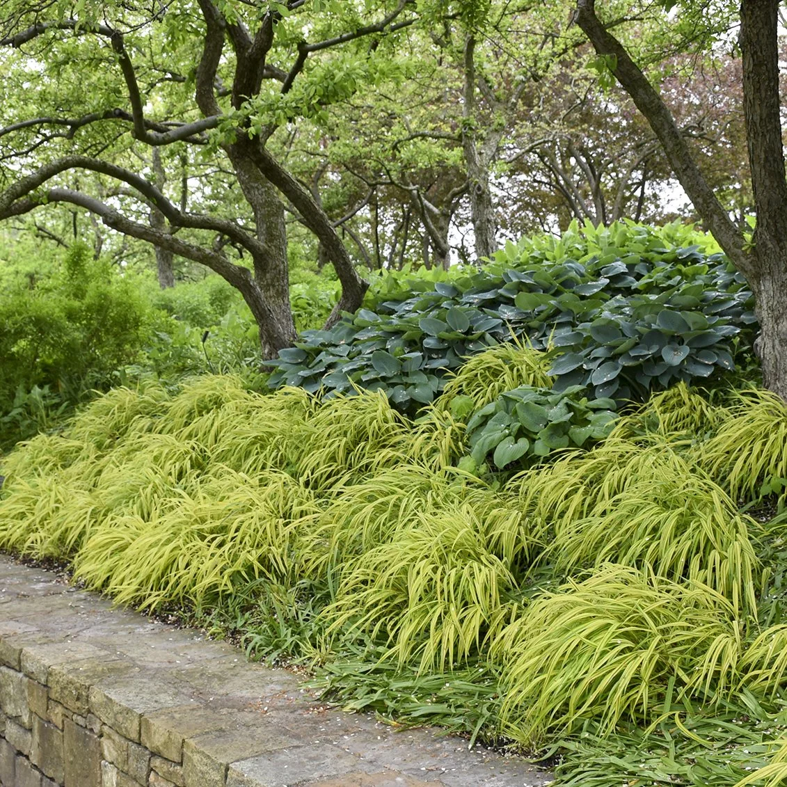 Hakonechloa macra 'Aureola' 0004 high res.jpg