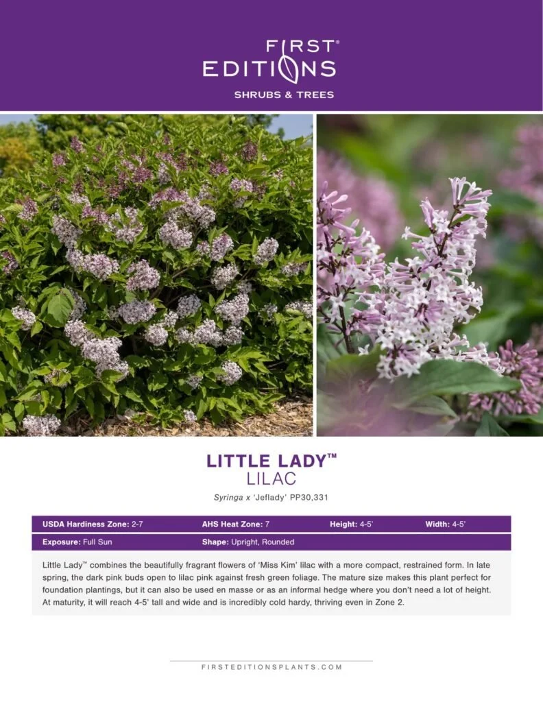 Syringa x Little Lady™