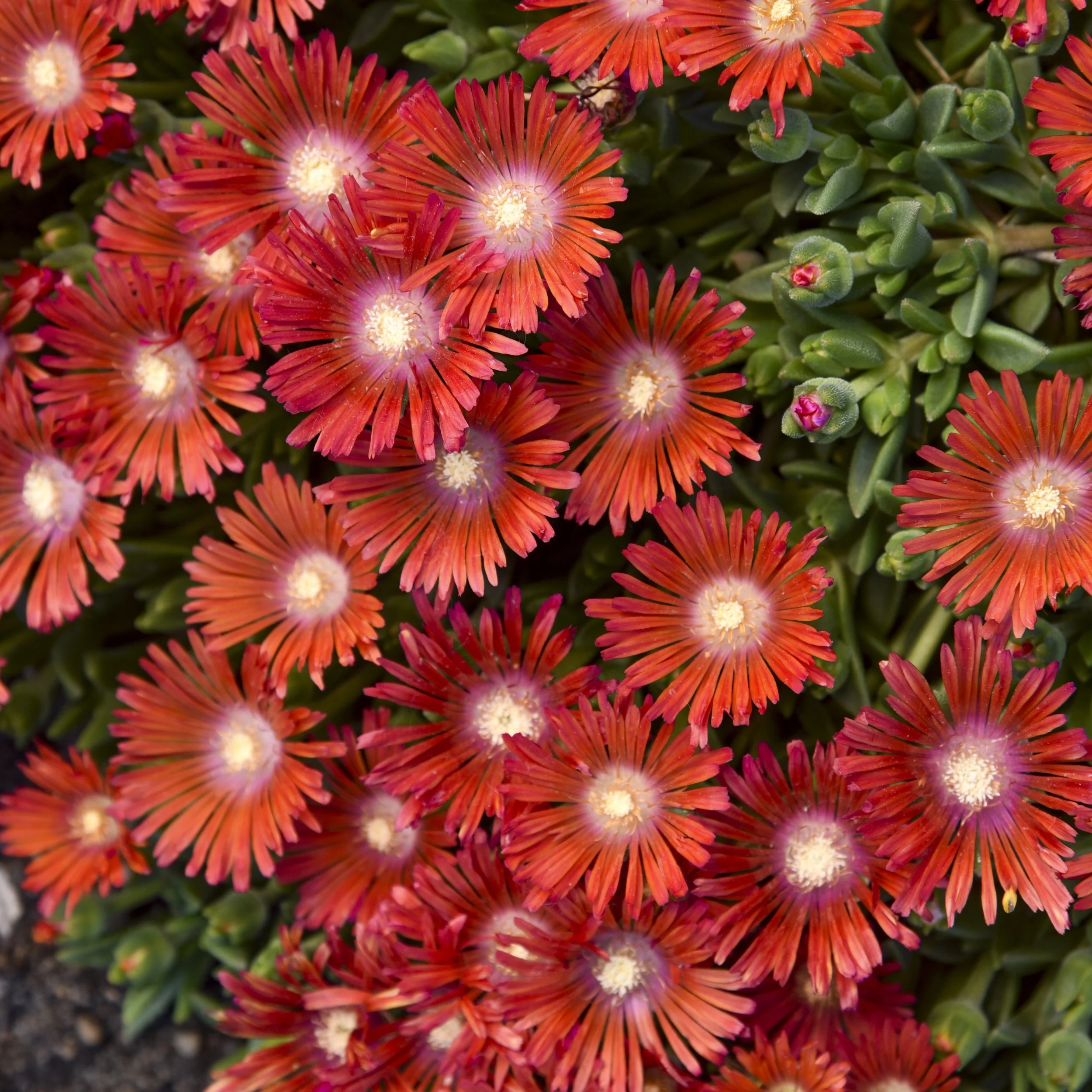 Delosperma x 'Dancing Embers'