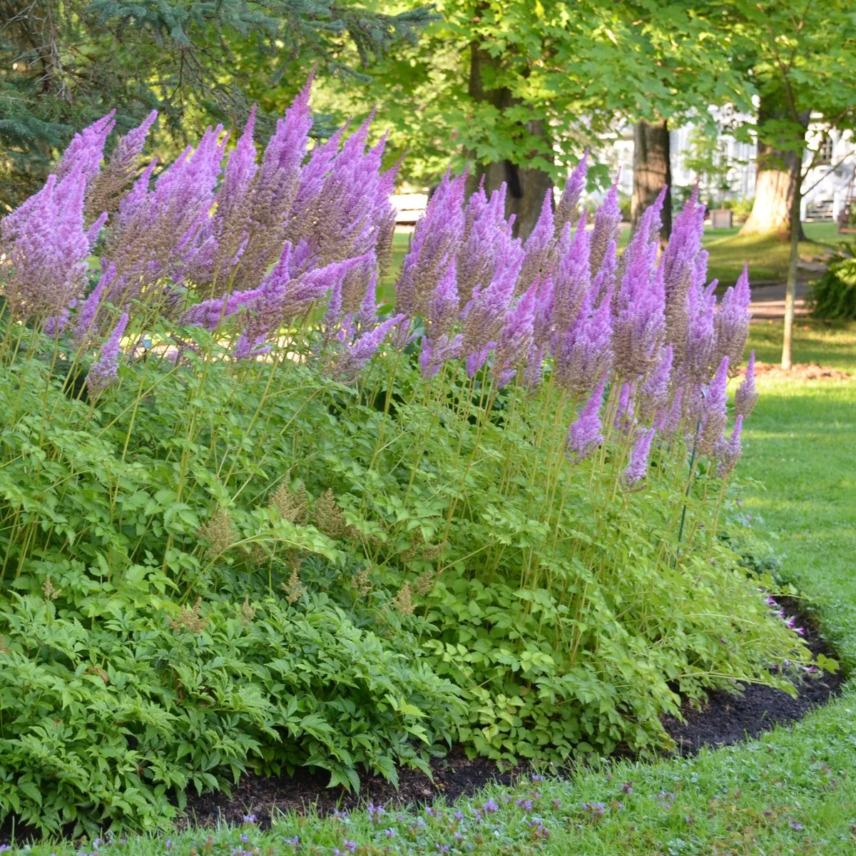 Astilbe chinensis 'Purple Candles' ('Purpurkerze') 0001 high res.jpg