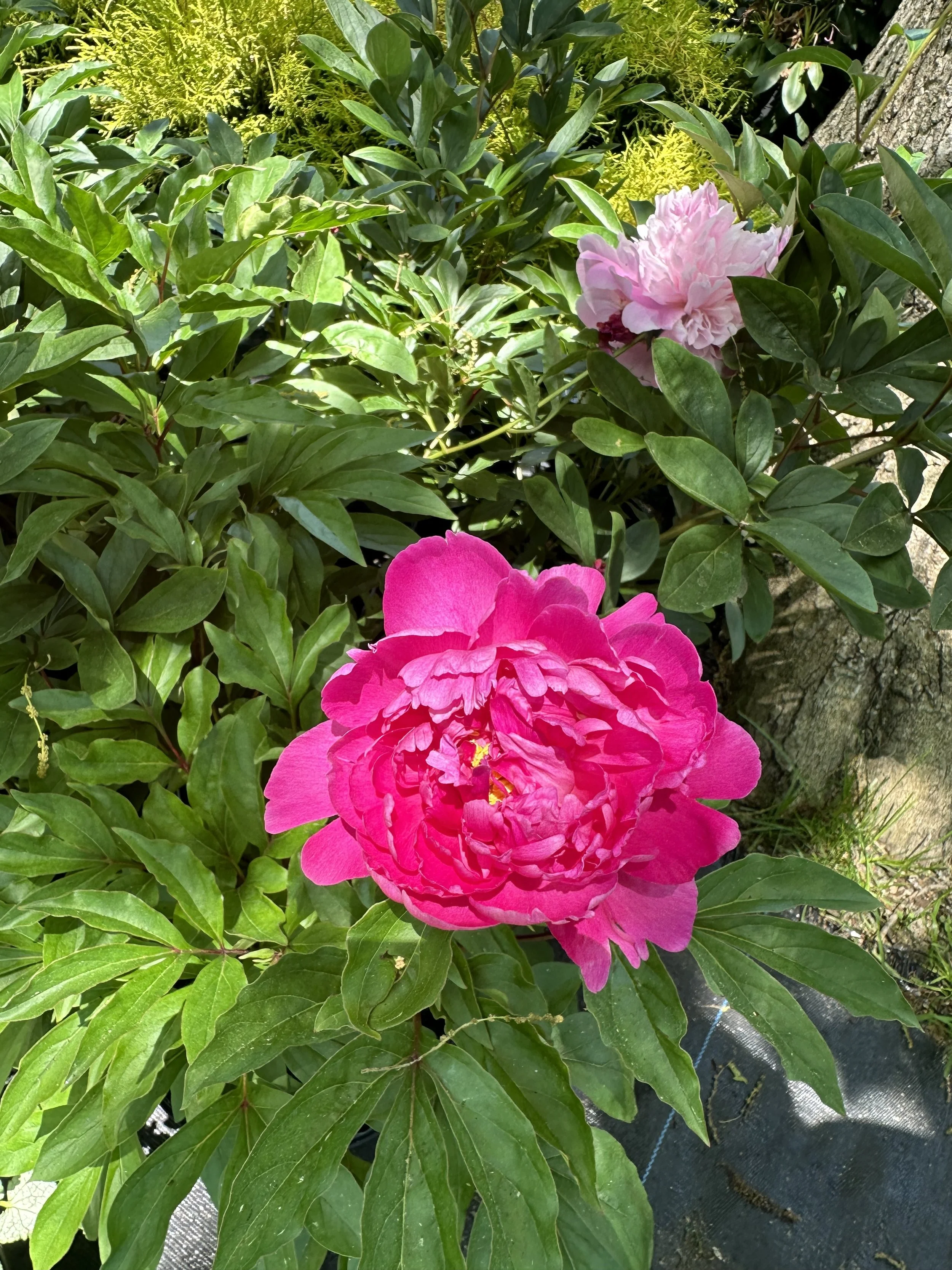 IMG_2543.jpeg