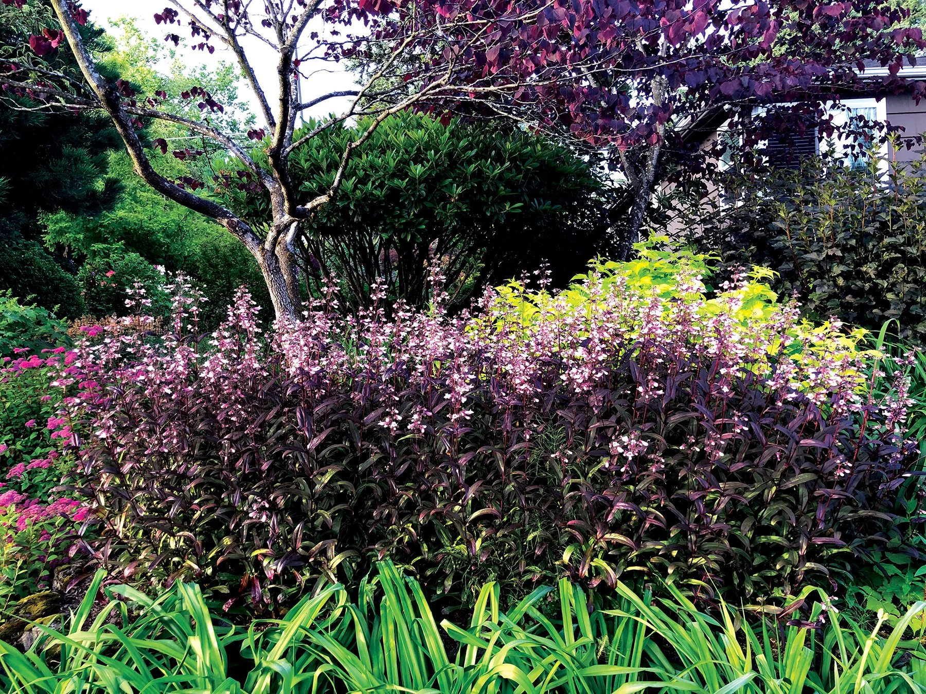 Penstemon-Dark-Towers-5.jpg