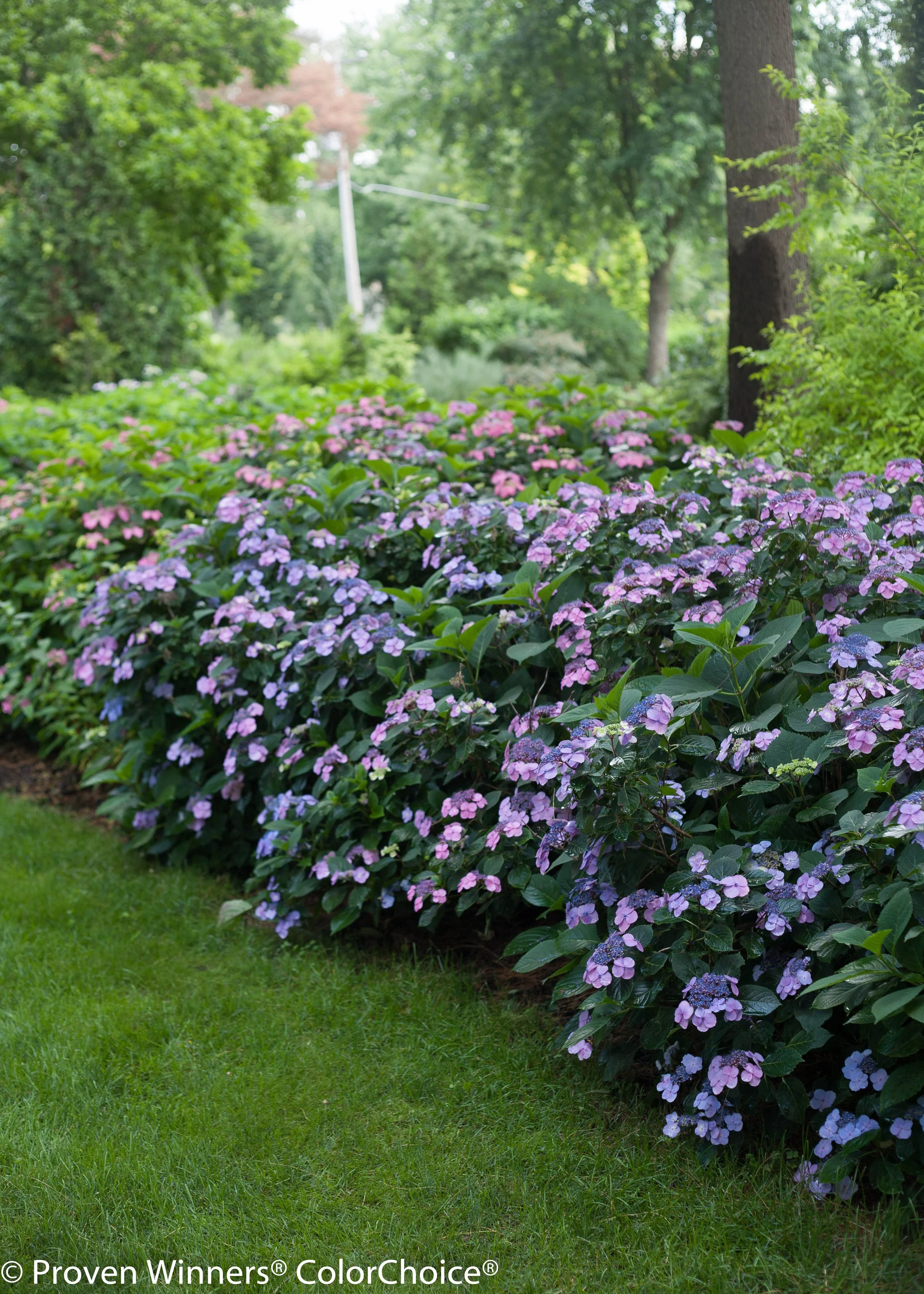 tuff_stuff_hydrangea-2027.jpg
