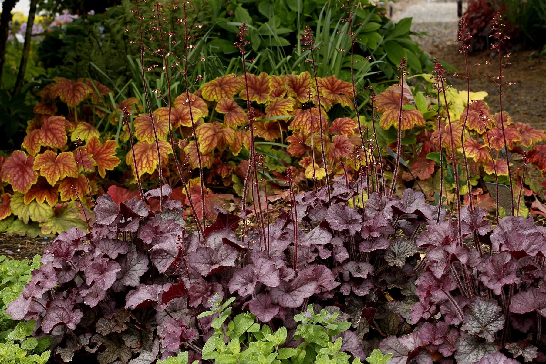 Heuchera-Northern-Exposure-Silver-6.jpg