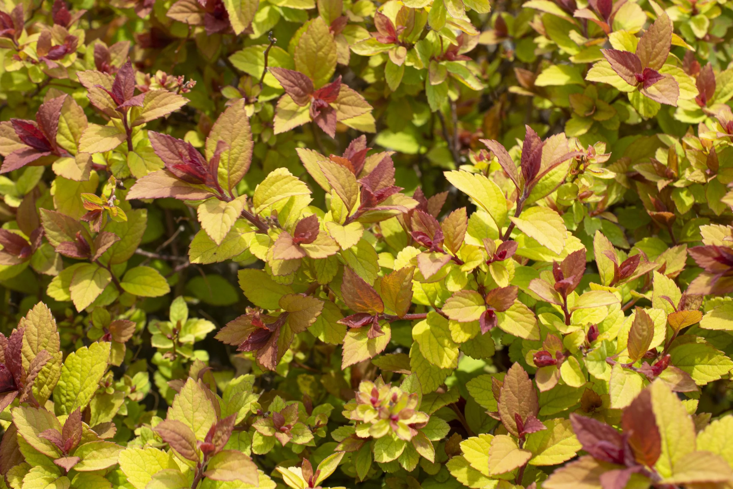 Spiraea_EmpireNorthernLights_Foliage_002.jpg