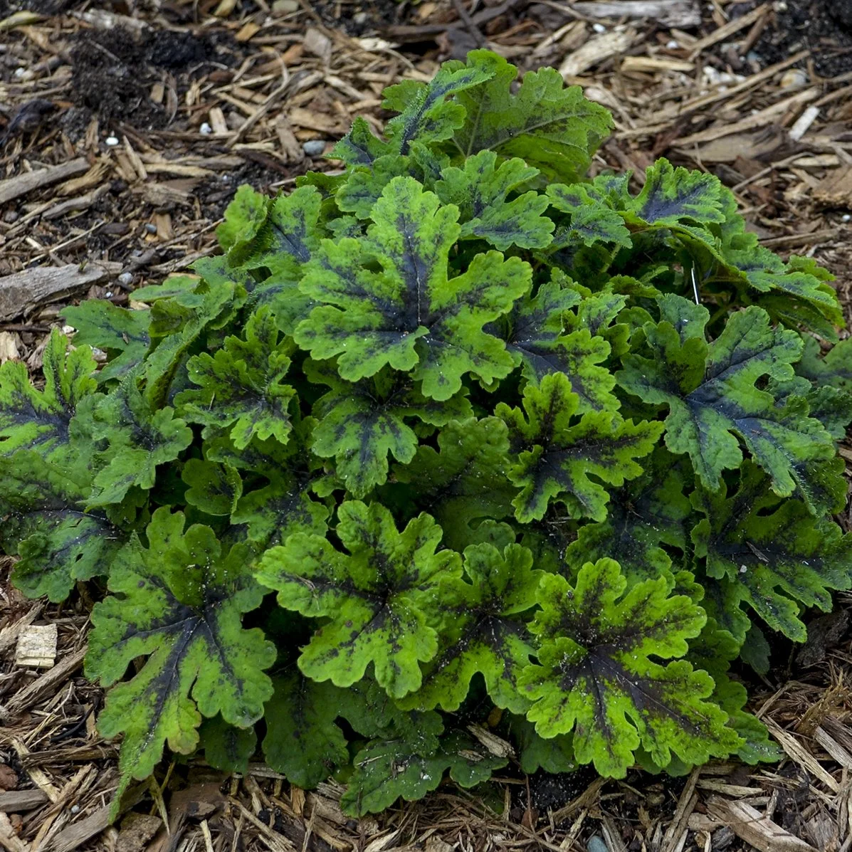 Tiarella 'Fingerpaint' PP28012 0002 high res.jpg