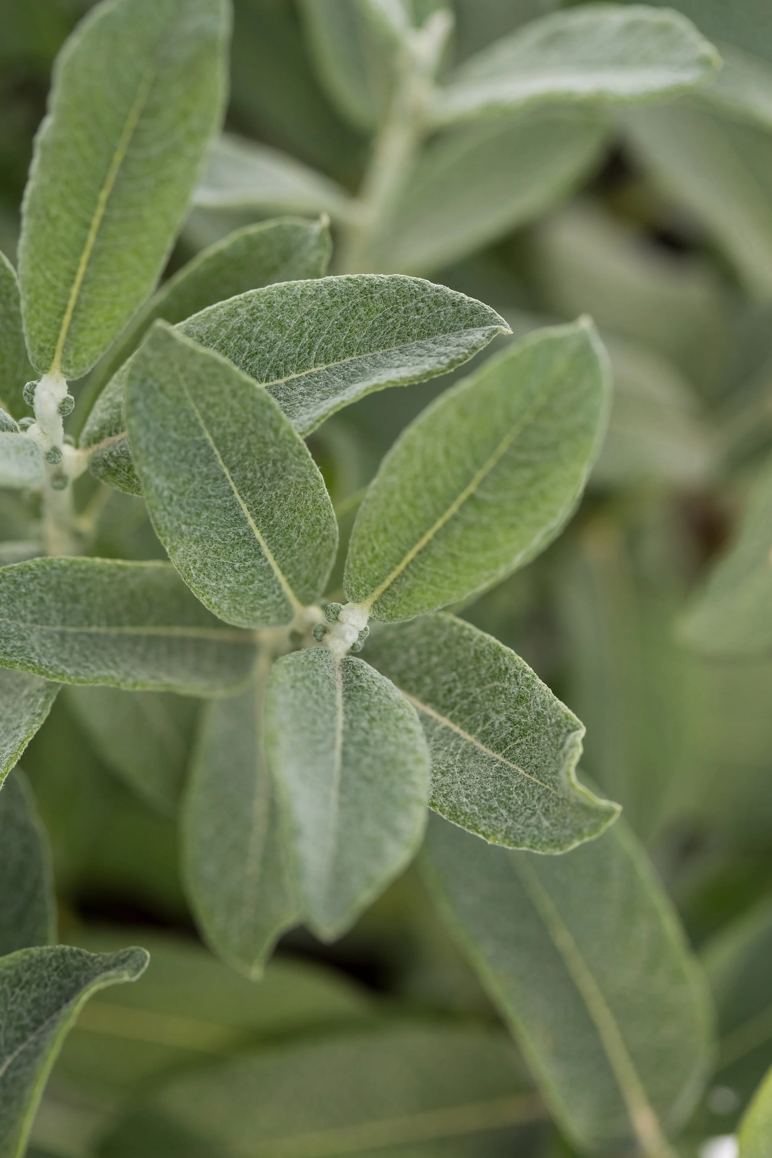 SalixIcebergAlley-018-13138-1.jpg