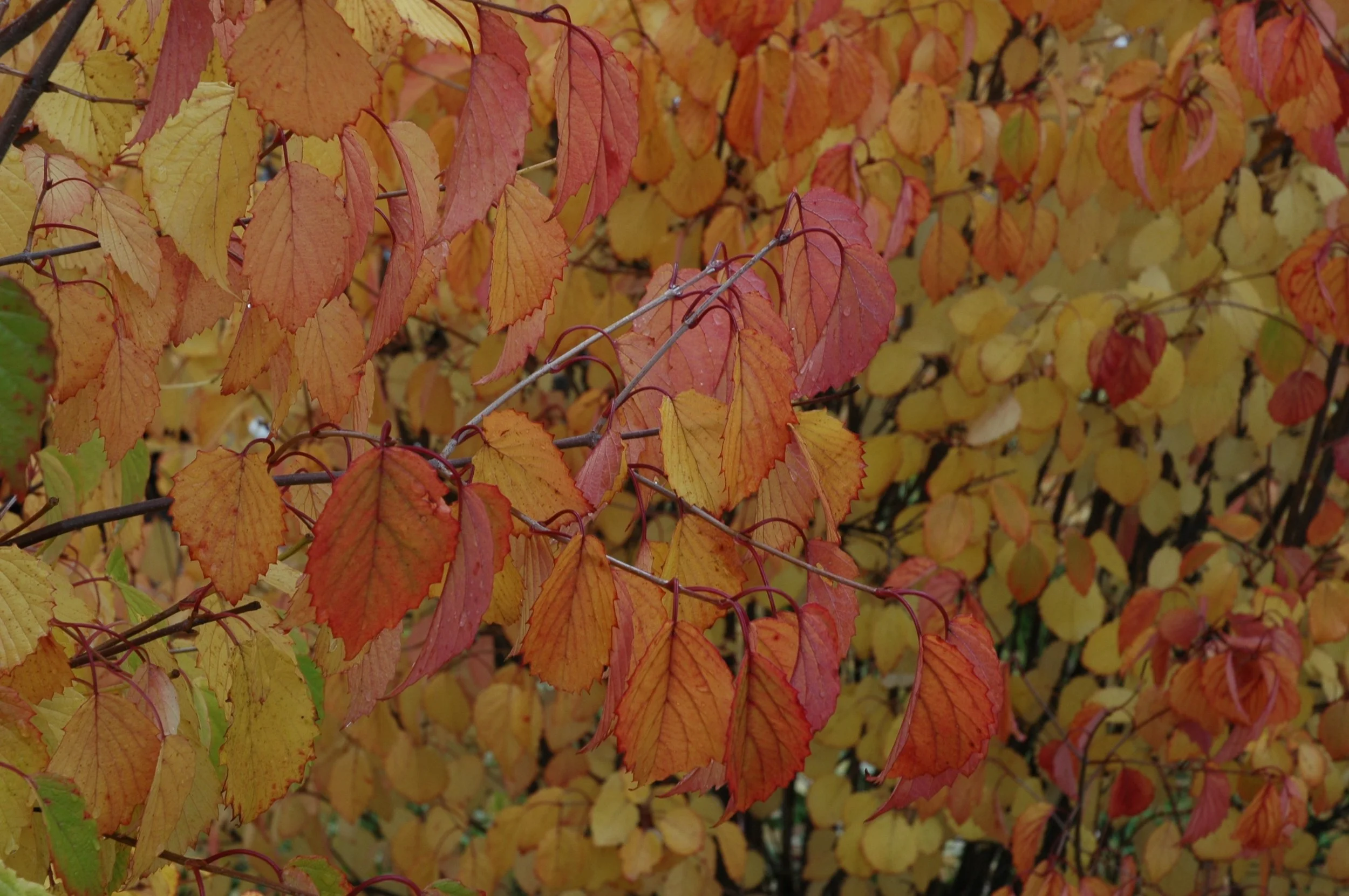 vib-autumn-jazz-0002.jpg