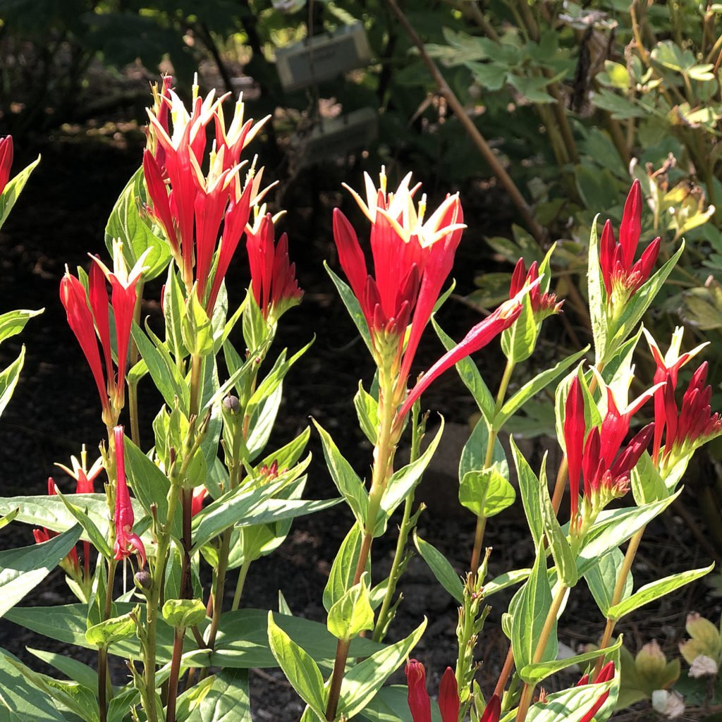 Spigelia marilandica 'Little Red Head'