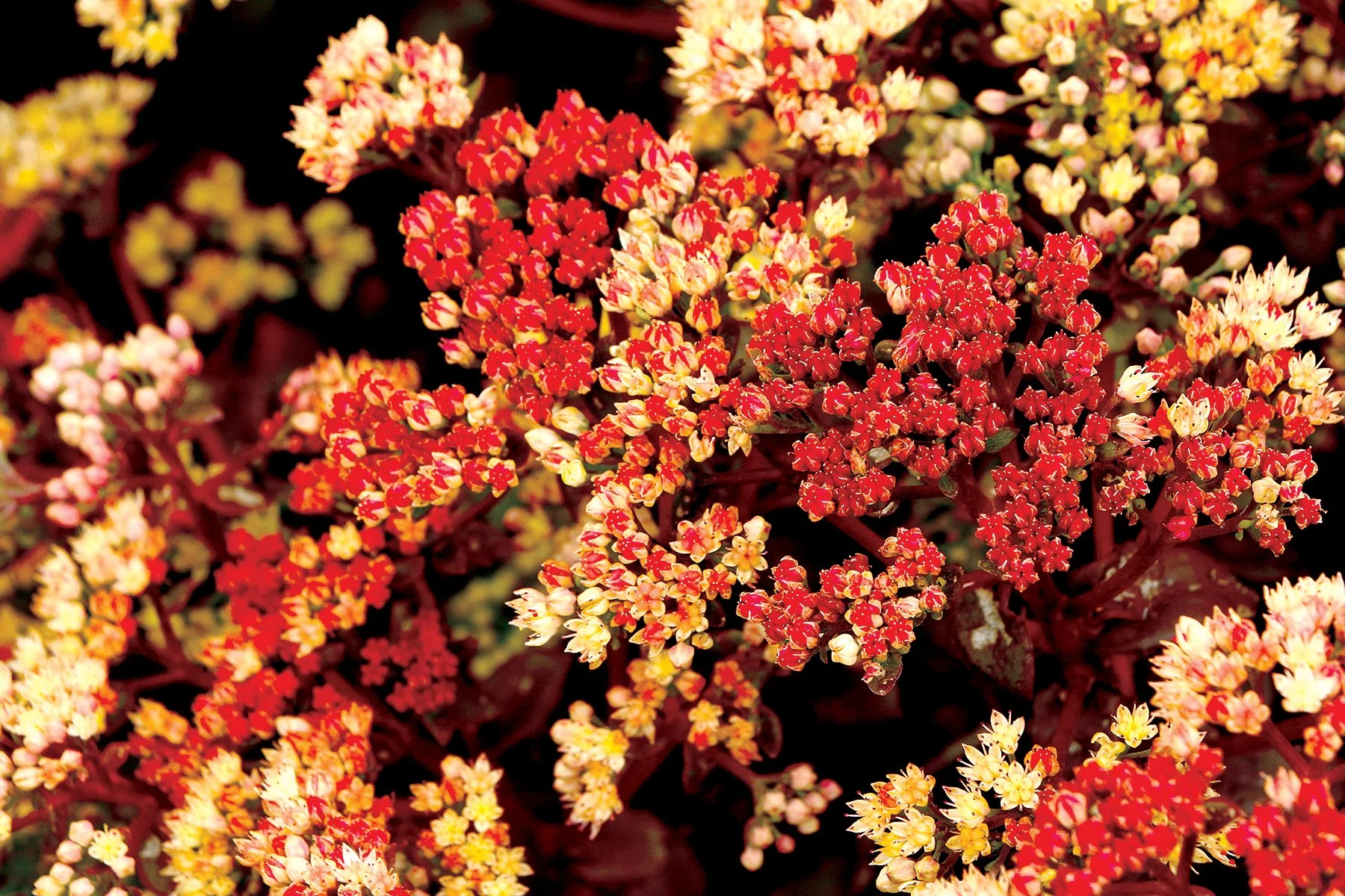 Sedum-Peach-Pearls-2.jpg