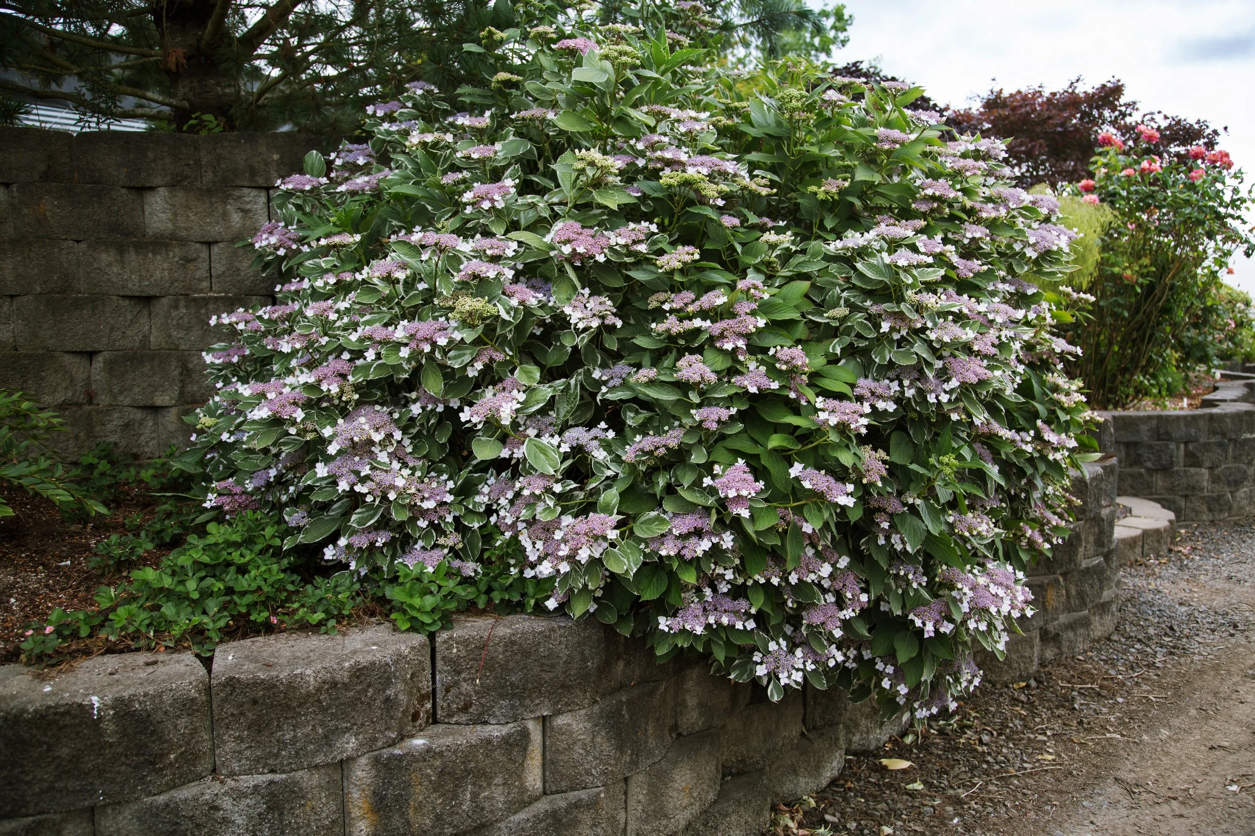 HydmaFirstEditionsLightODay-30-4250 (1).jpg