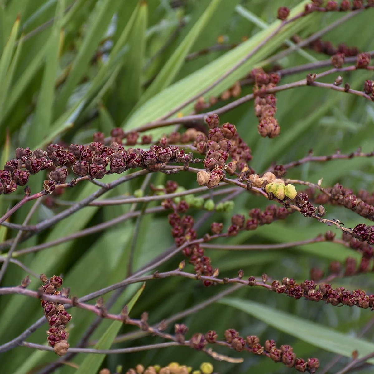 Crocosmia 'Lucifer' 0003 high res.jpg