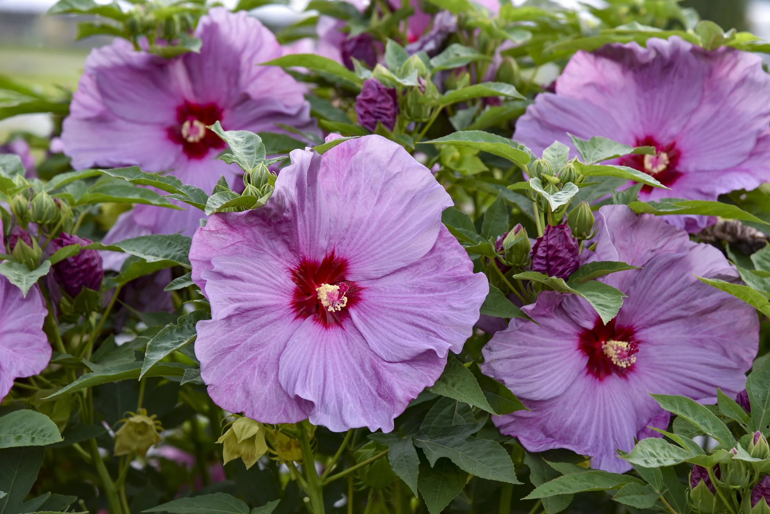 Hibiscus x 'Lilac Crush'