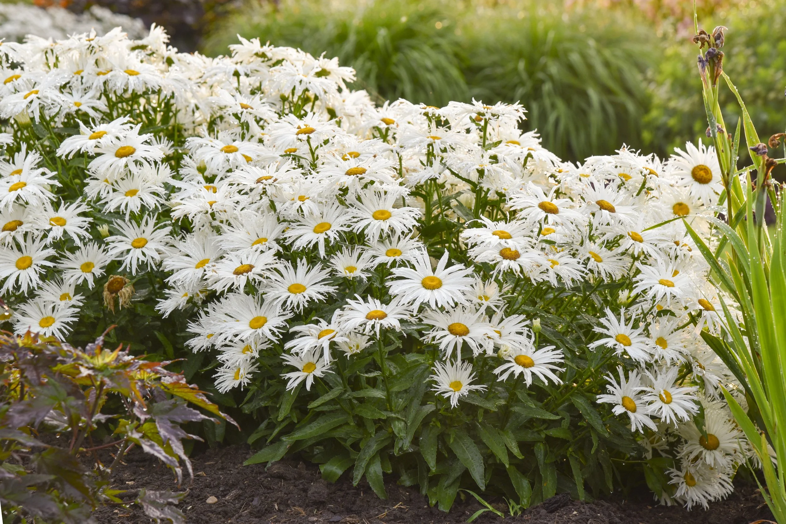 Leucanthemum x superbum 'Spun Silk'