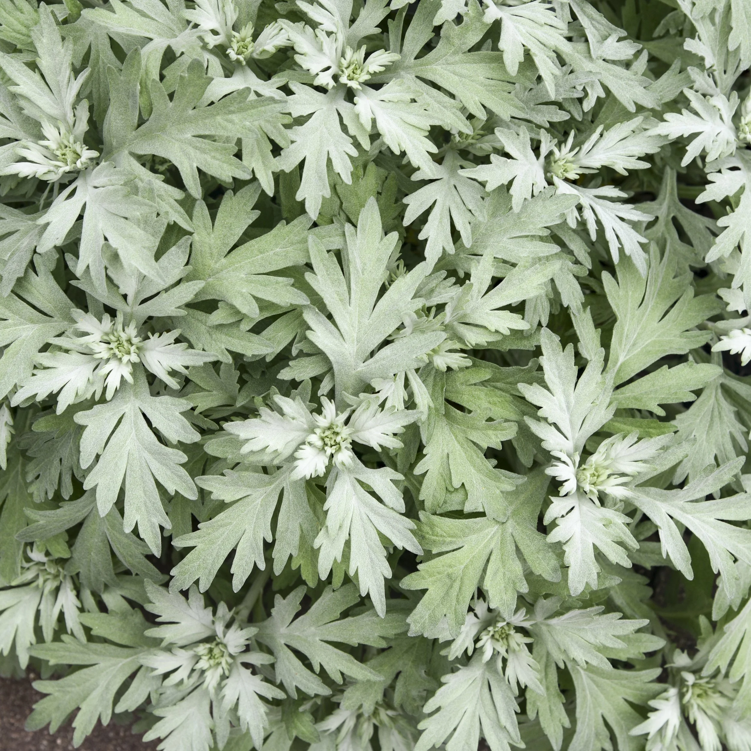 Artemisia 'Silver Lining' PP36888 CPBRAF 0001 high res.jpg
